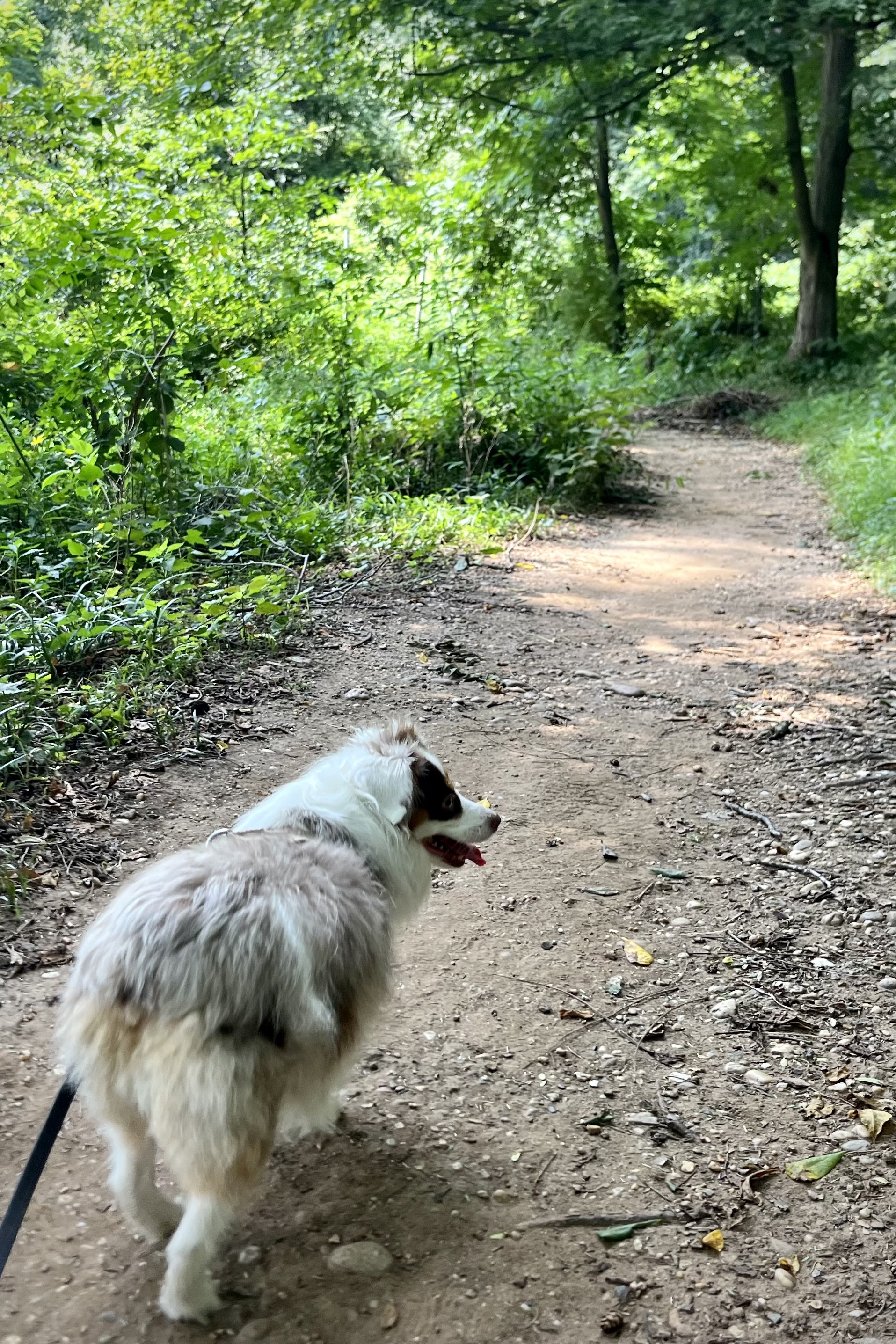 Dumbarton Oaks Park With Small Dogs: A Hidden Woodland Walk
