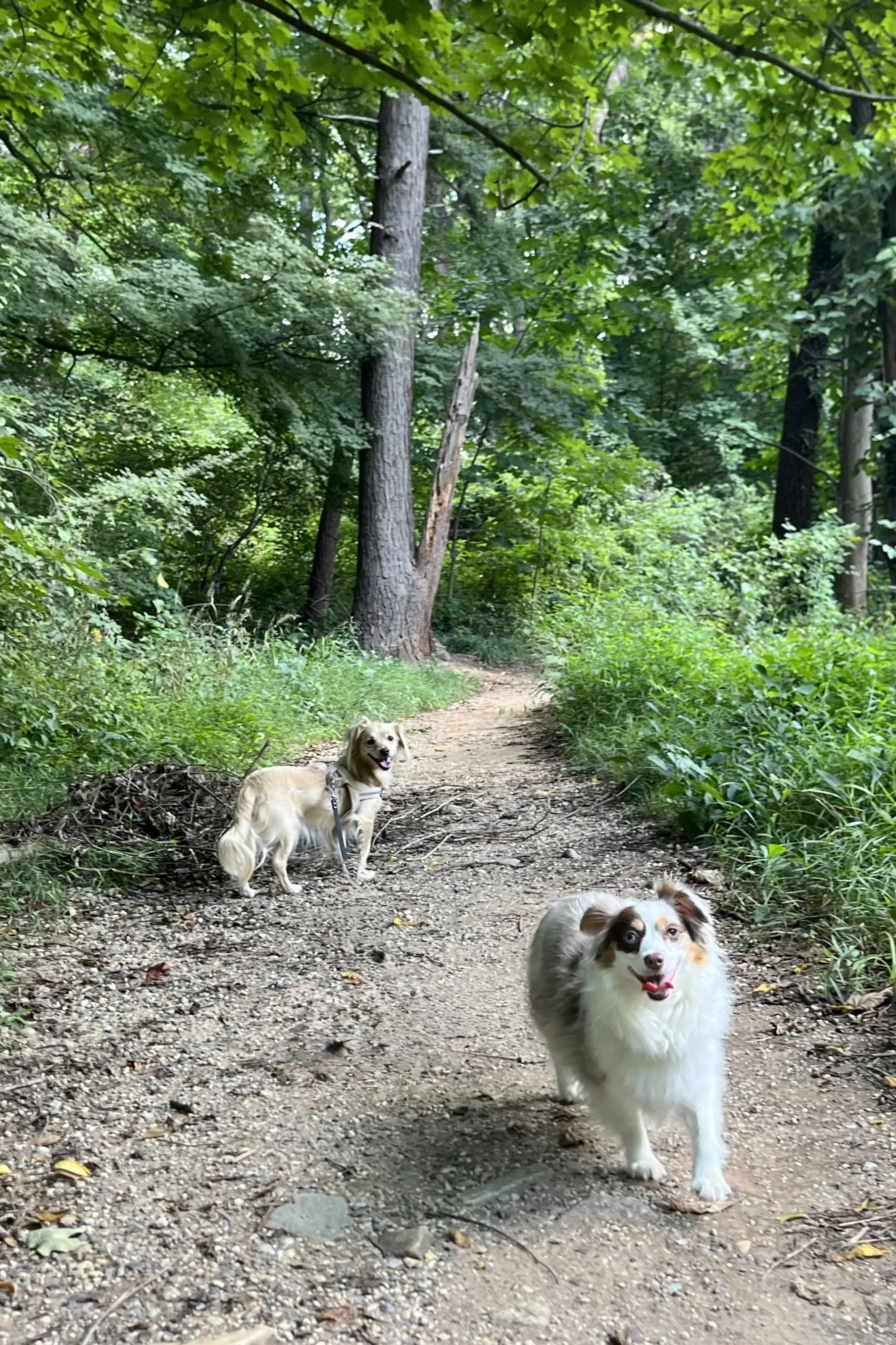 6 Quiet Dog Walks Near Washington, DC for Dogs Who Prefer a Calmer Outing