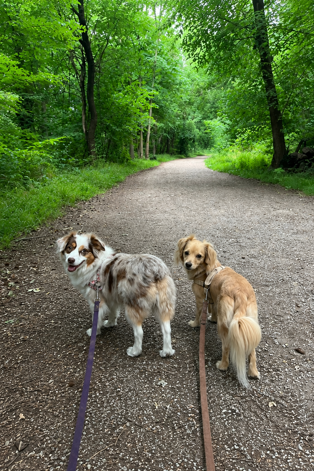 Summer Hiking With Dogs: How I Choose a Trail