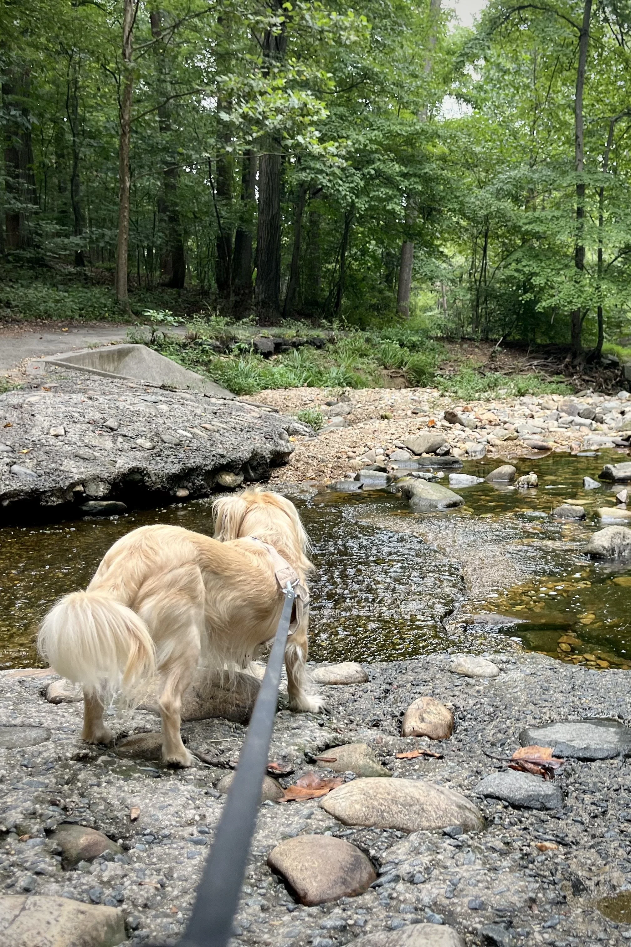 4 Shaded Dog Walks Near Washington, DC for Hot Summer Days