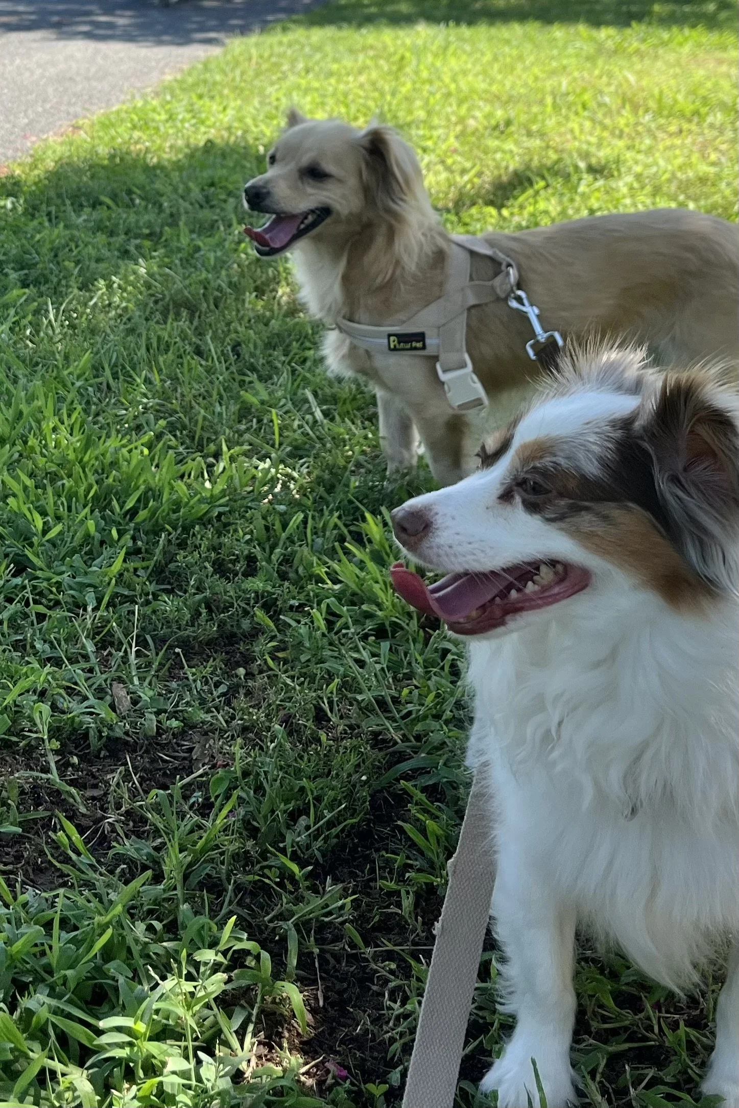 A Summer Day in Dog-Friendly Fredericksburg: Parks, Patios and Downtown