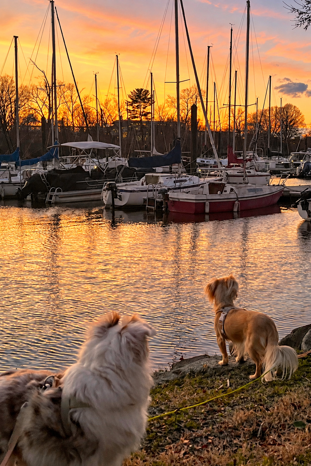 4 Unexpected Sunset Spots in Alexandria, Virginia