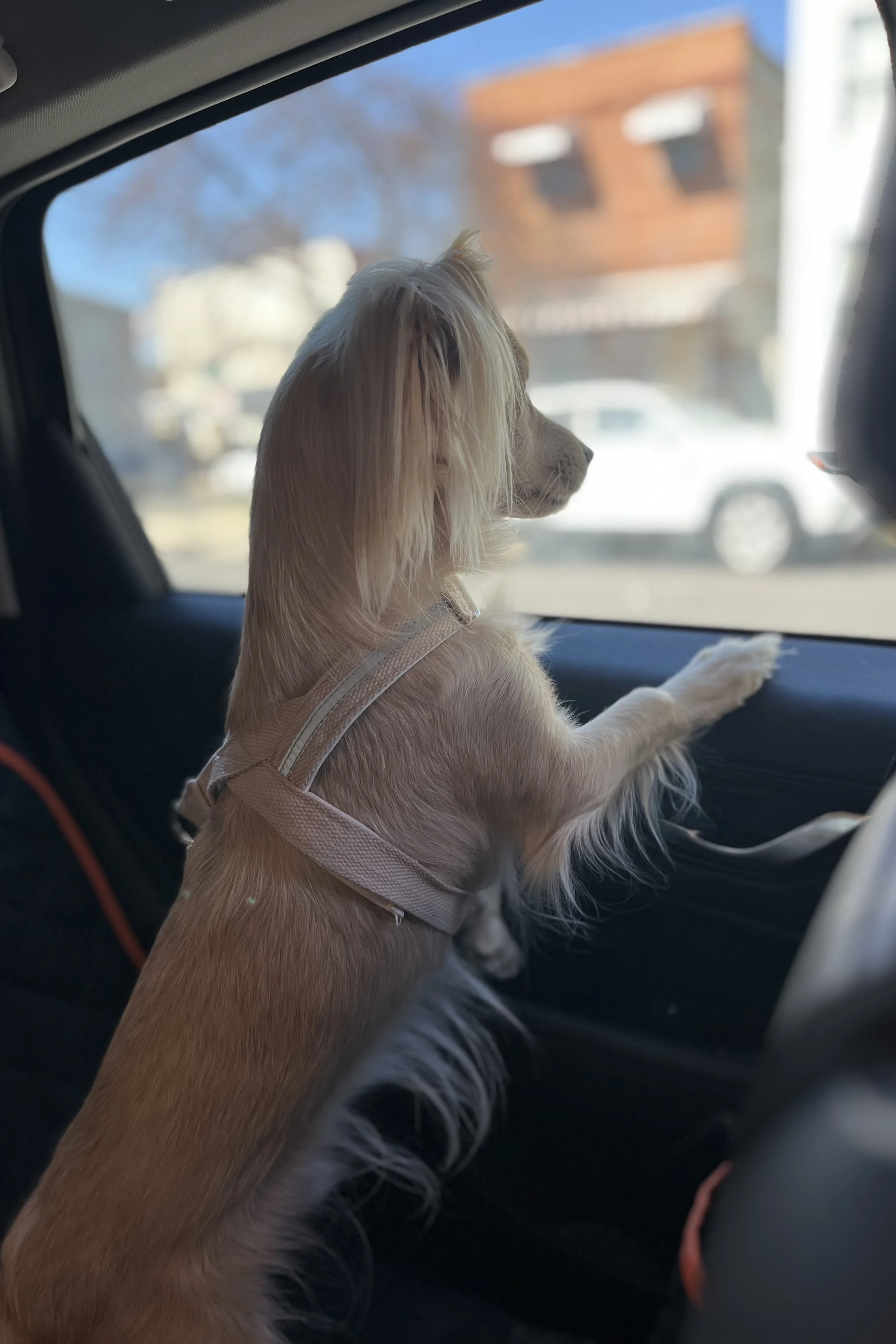 Why Does My Dog Pant in the Car? Anxiety, Excitement &amp; Motion Sickness