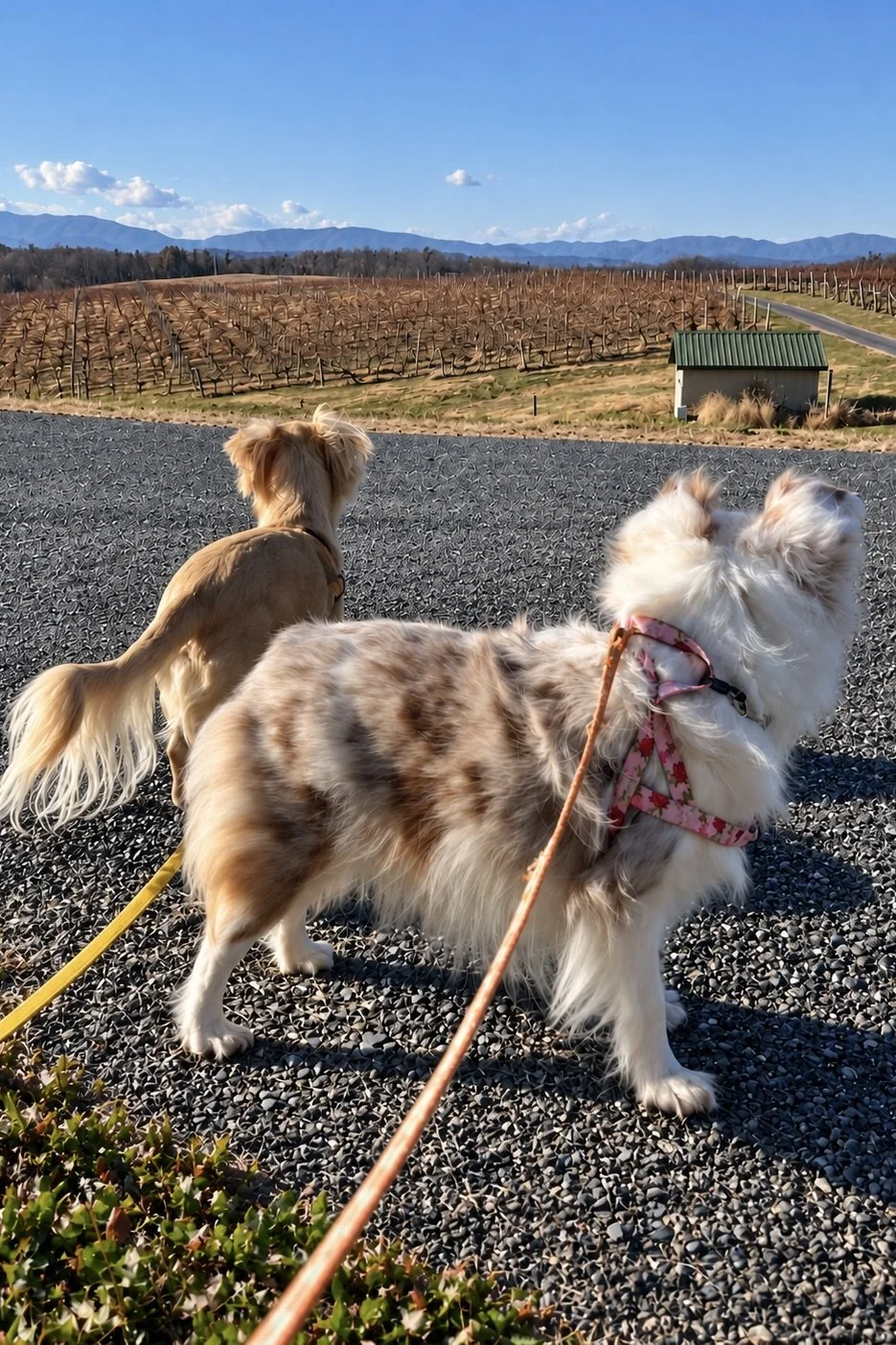 3-Day Dog-Friendly Road Trip: Staunton, Natural Bridge and Lexington