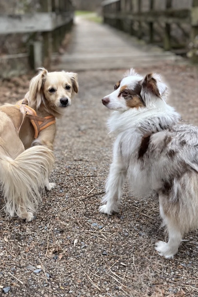 Dog-Friendly Lexington, VA: Calm Walks, Wineries &amp; Small-Town Charm