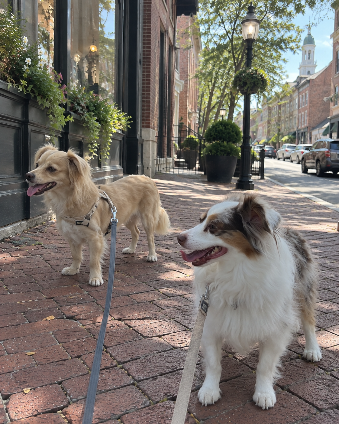 Dog-Friendly Staunton, VA: Where to Stay, Eat, Walk &amp; Explore