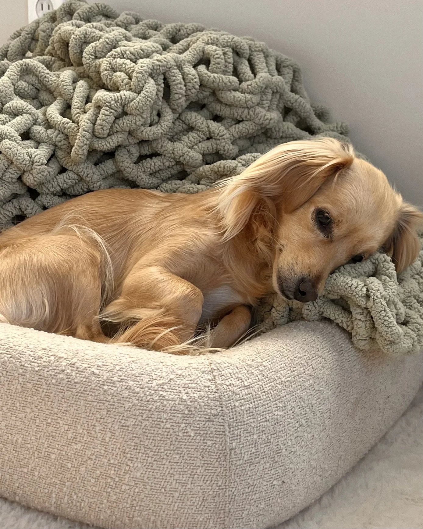 Dog Sitter Instructions: What to Leave for Your Sitter (With Checklist)