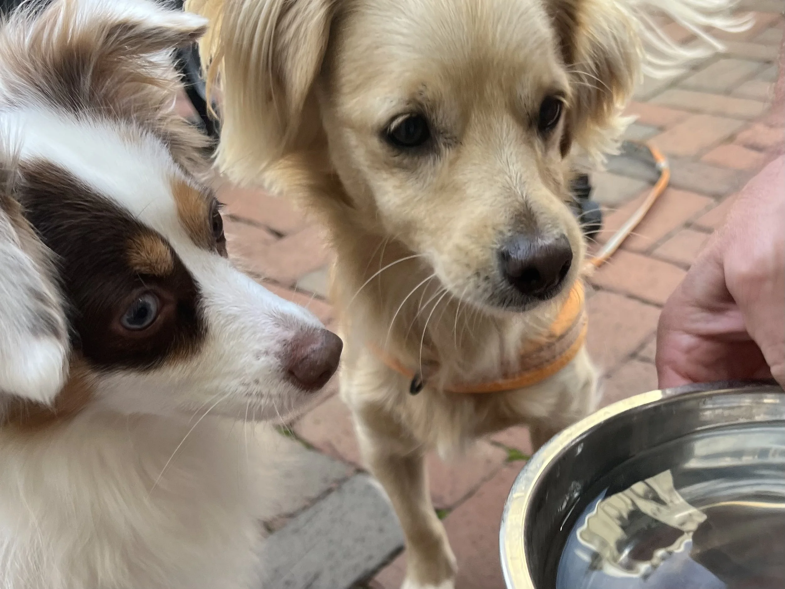 Two small dogs waiting beside a water bowl during a neighborhood walk in Old Town Alexandria.