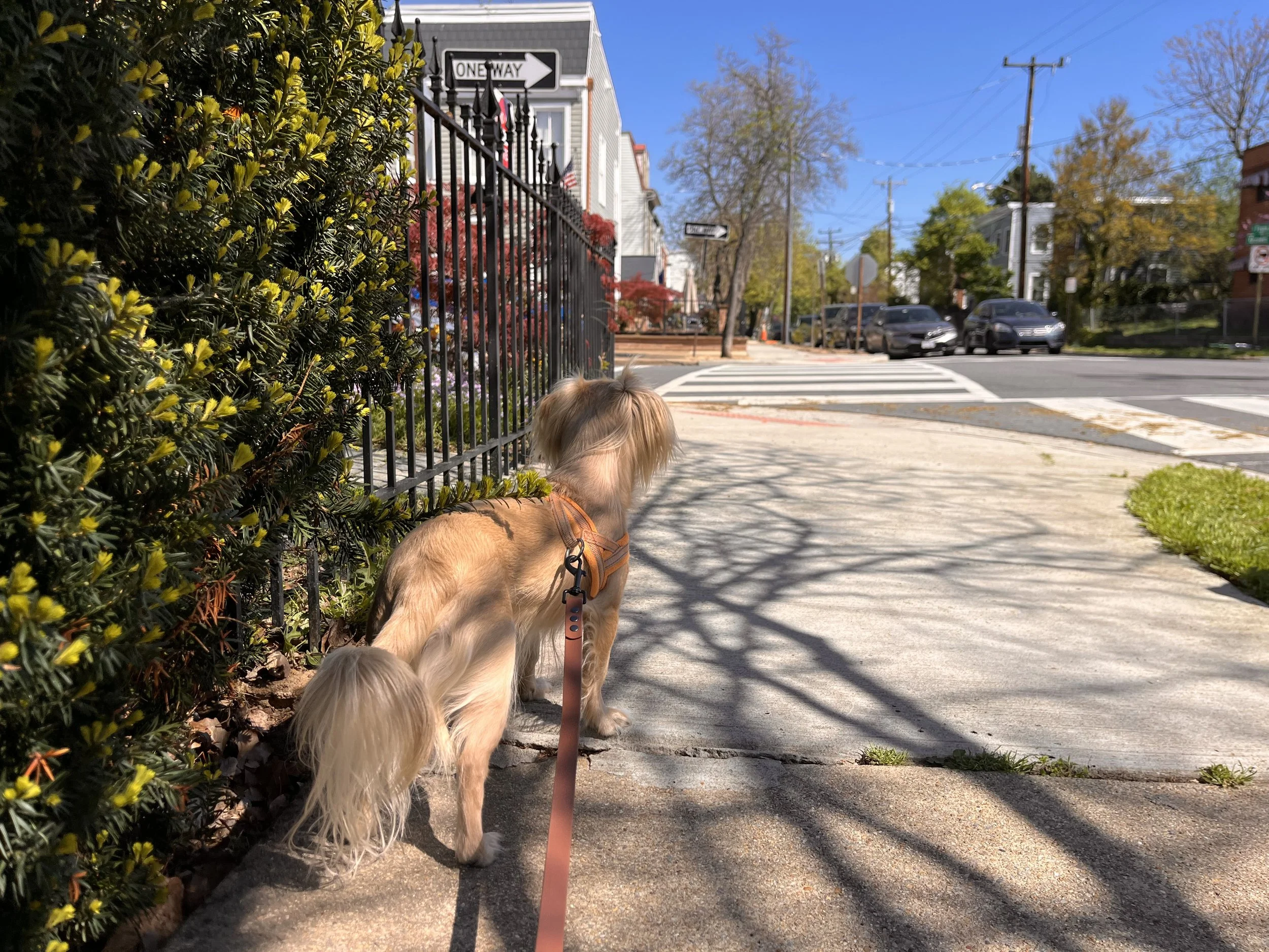 Small dog standing at the edge of a sidewalk near an intersection, with space to turn or cross, showing more flexible route choices.