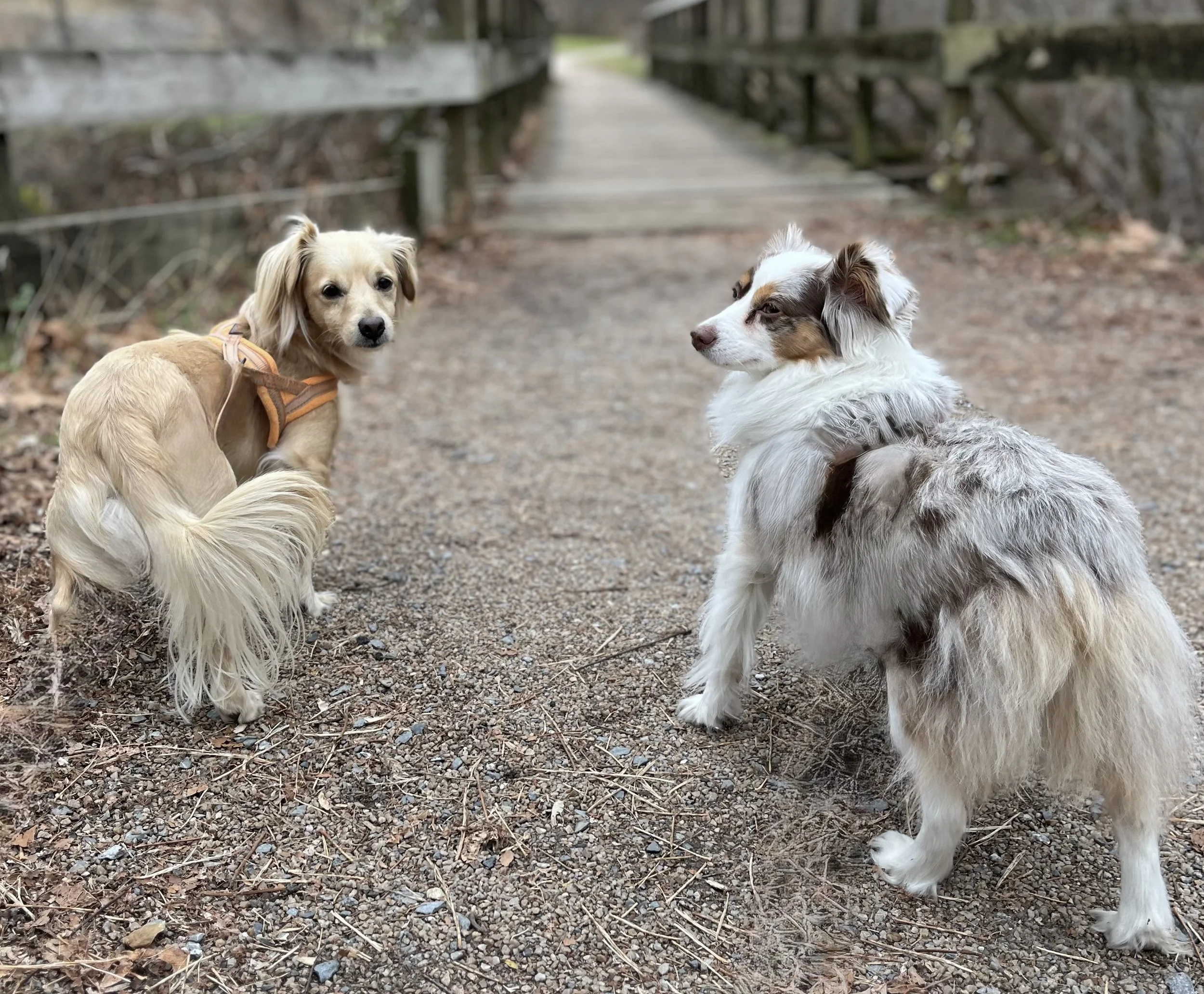 Two small dogs standing on a gravel path near a wooden bridge, both alert and looking back during a walk.