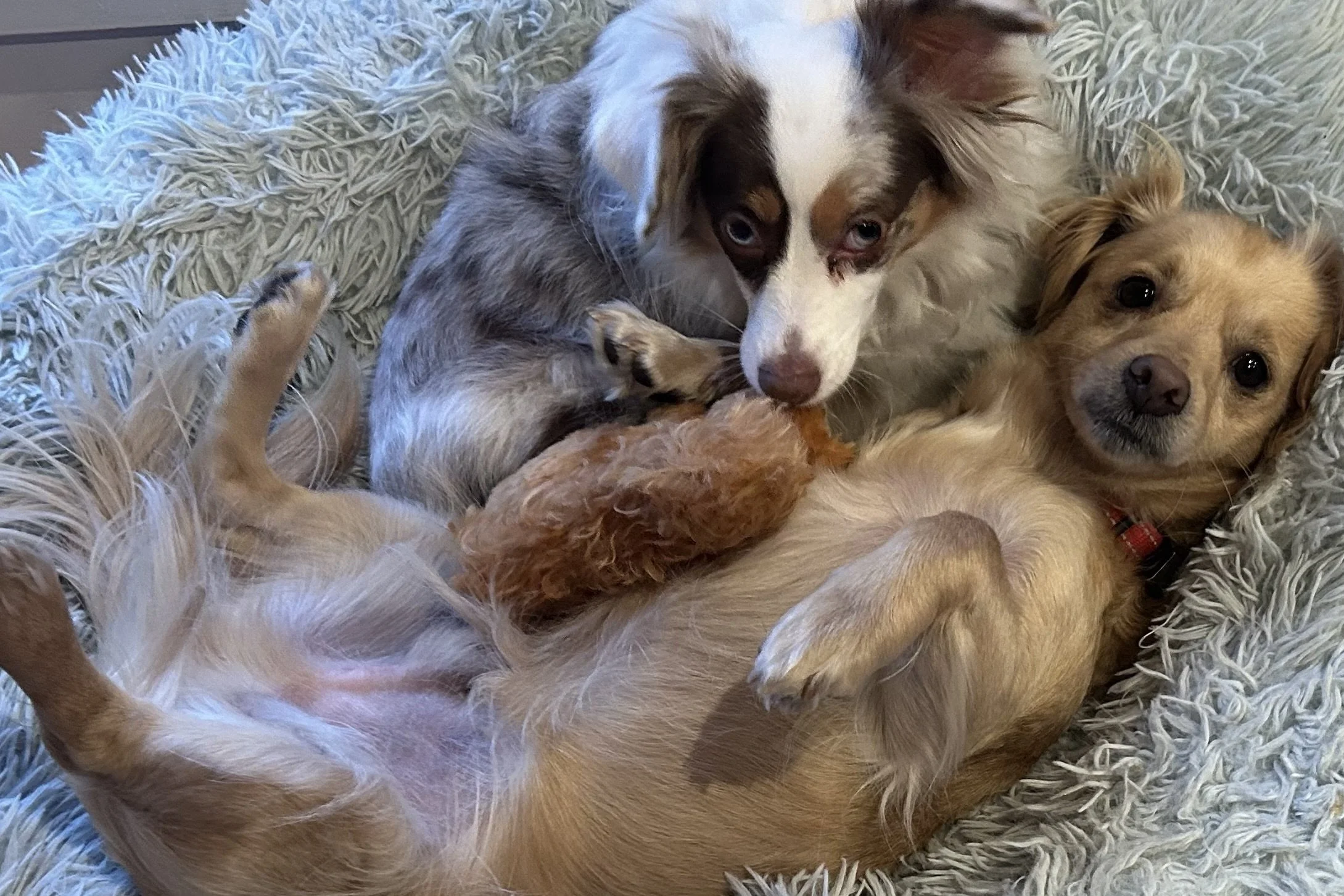 Small dog resting in a cozy bed, beginning to relax in a soft, familiar sleep space
