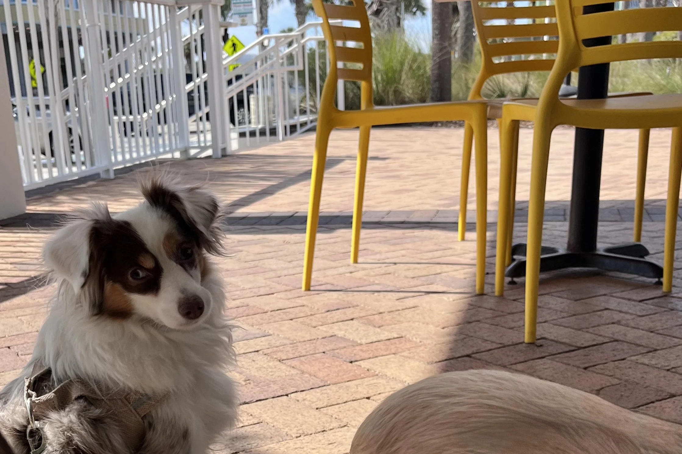 Dog-friendly patio with wider spacing between tables and slower movement.