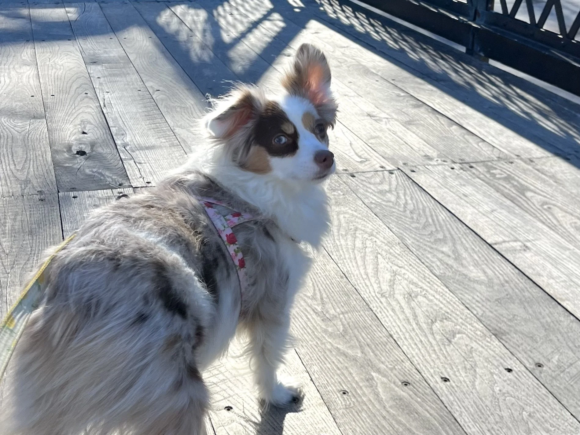 Small dog pausing on a wooden boardwalk while evaluating the surroundings during a walk.