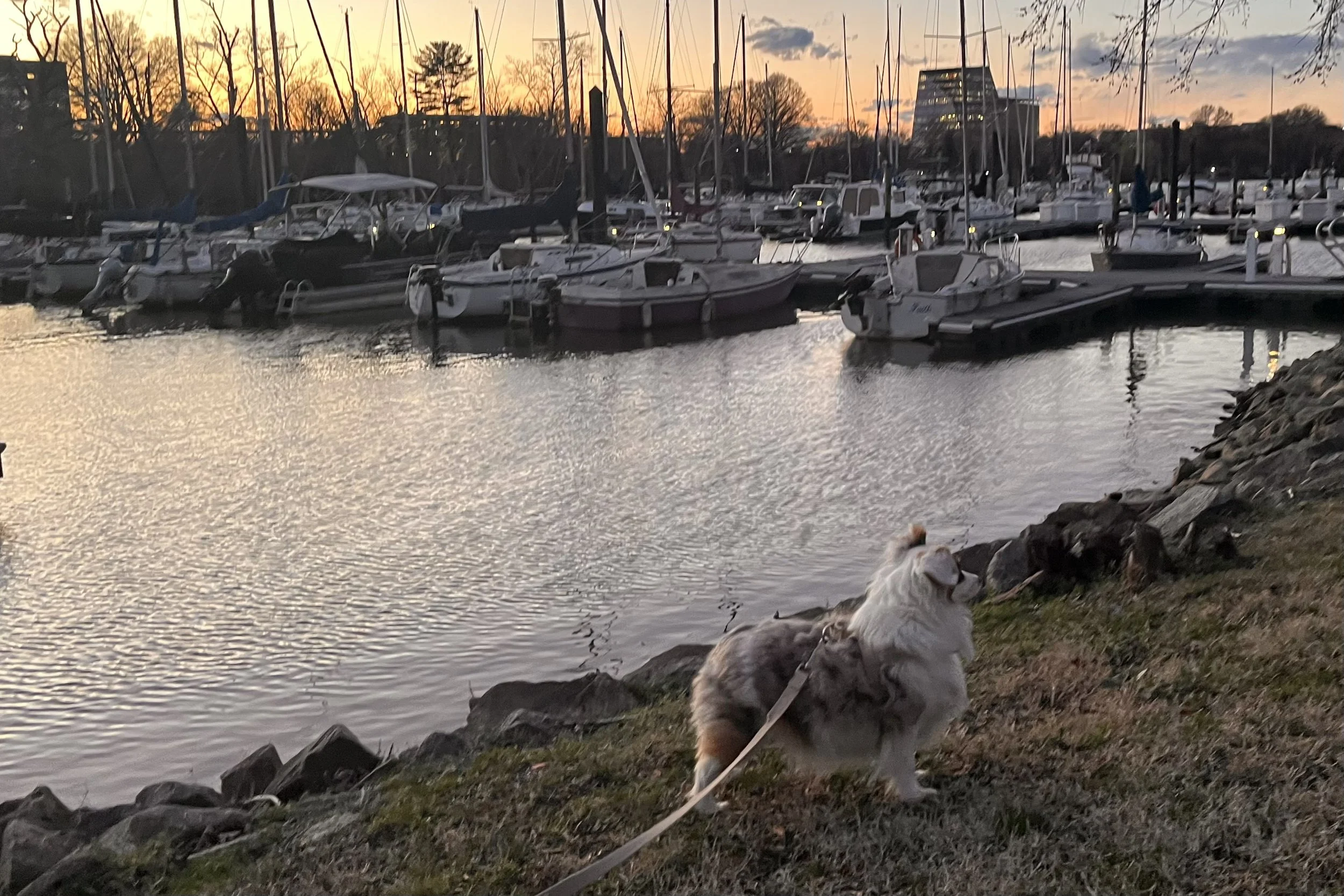 Saydie stands on a grassy shoreline overlooking sailboats and docks at a marina along the Old Town Alexandria waterfront during sunset.