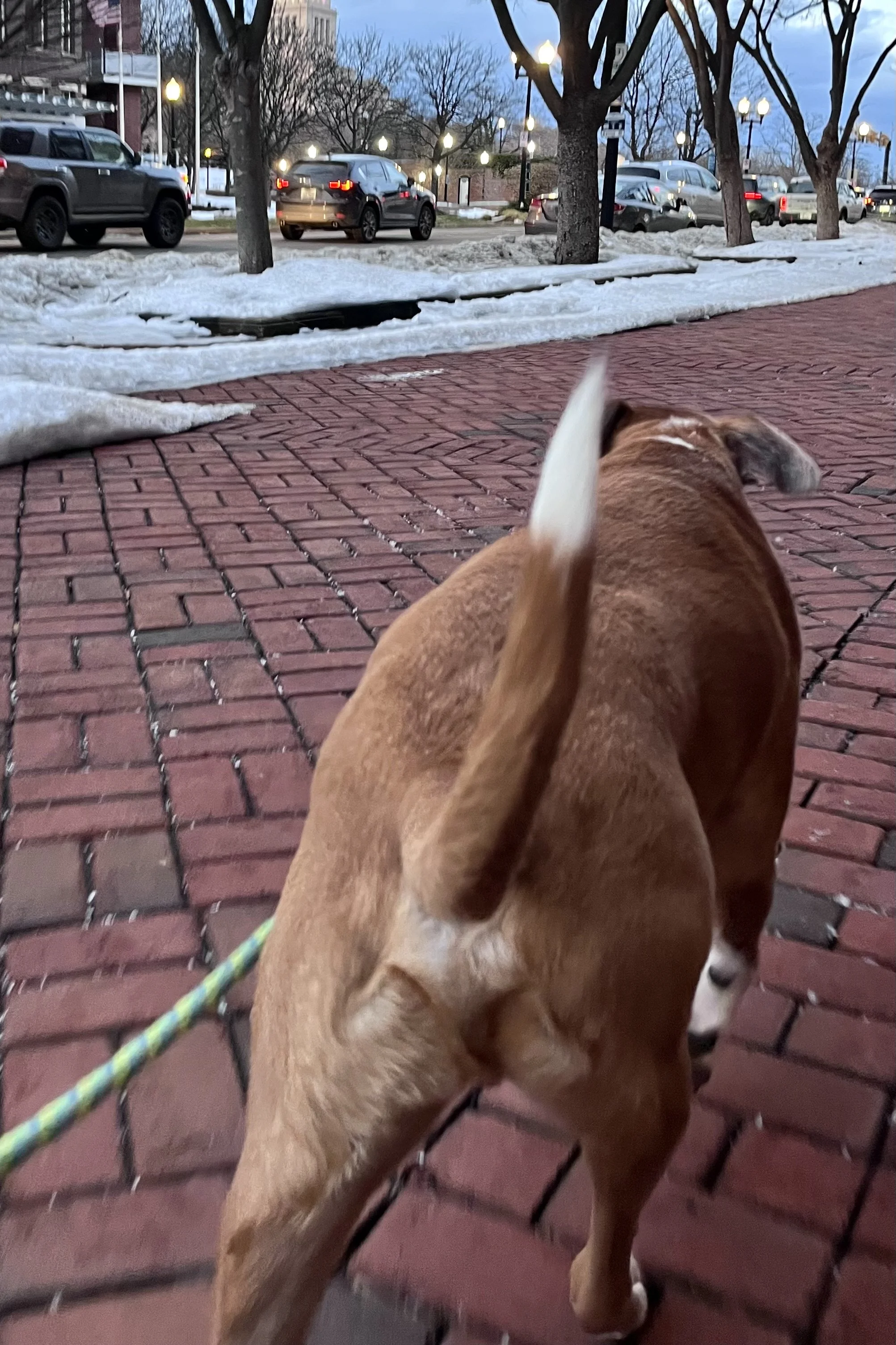 Small dog walking ahead on a brick sidewalk in Old Town Alexandria with snow and street activity nearby.