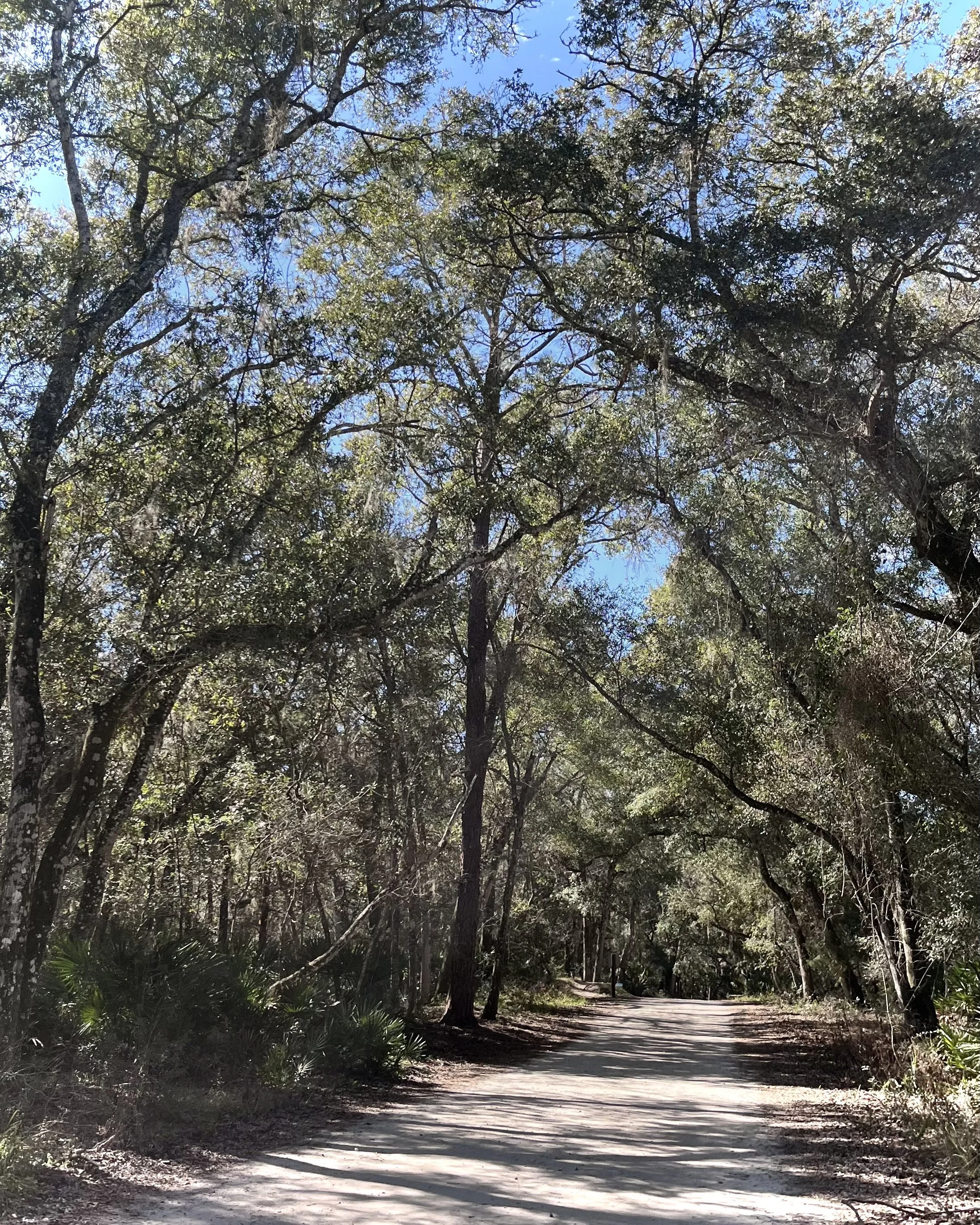 Wide dirt trail winding through a wooded area with tall trees and dappled sunlight.