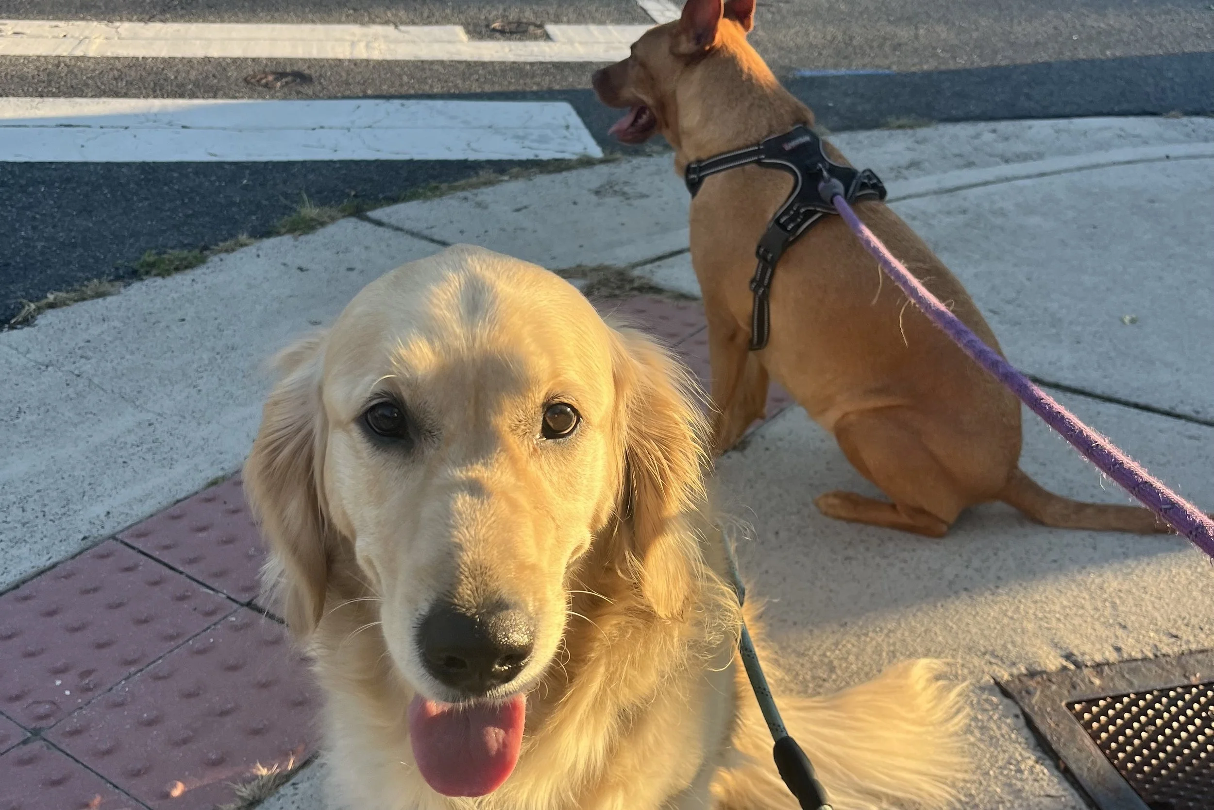 Two dogs sitting at a street corner during a walk, with one looking at the camera and the other watching the crosswalk.