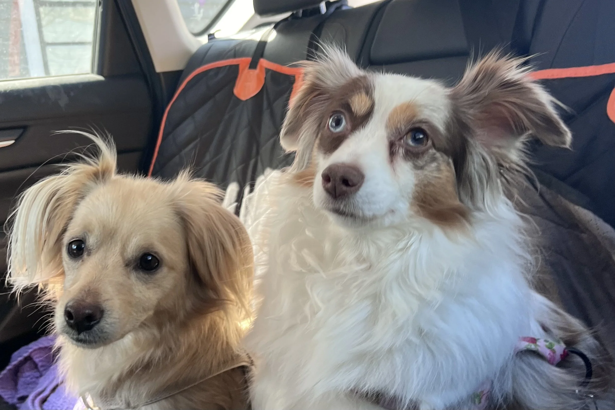 Dog secured with crash-tested harness attached to seatbelt anchor in back seat.