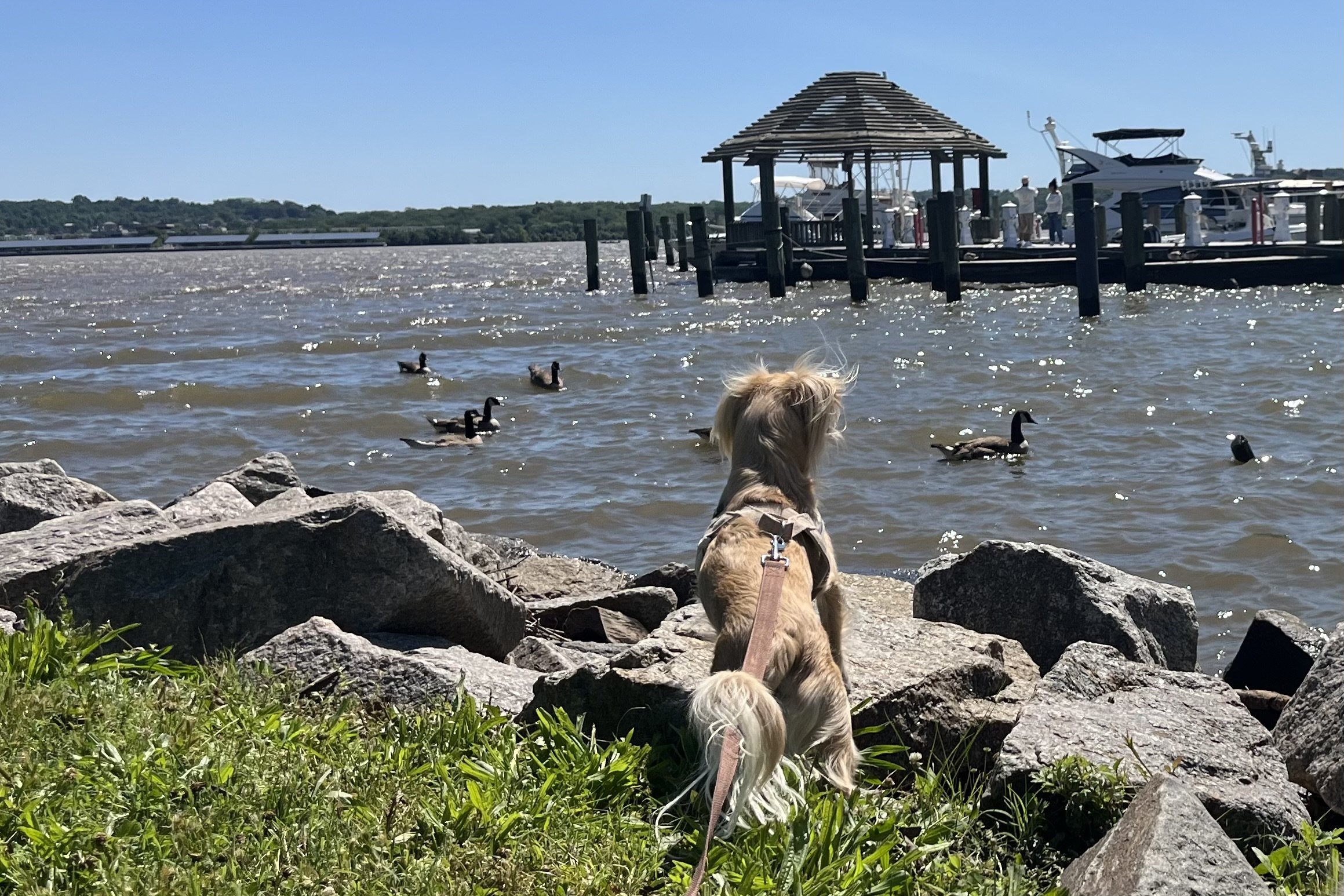 Small dog standing on shoreline rocks overlooking the Potomac River waterfront in Old Town Alexandria.