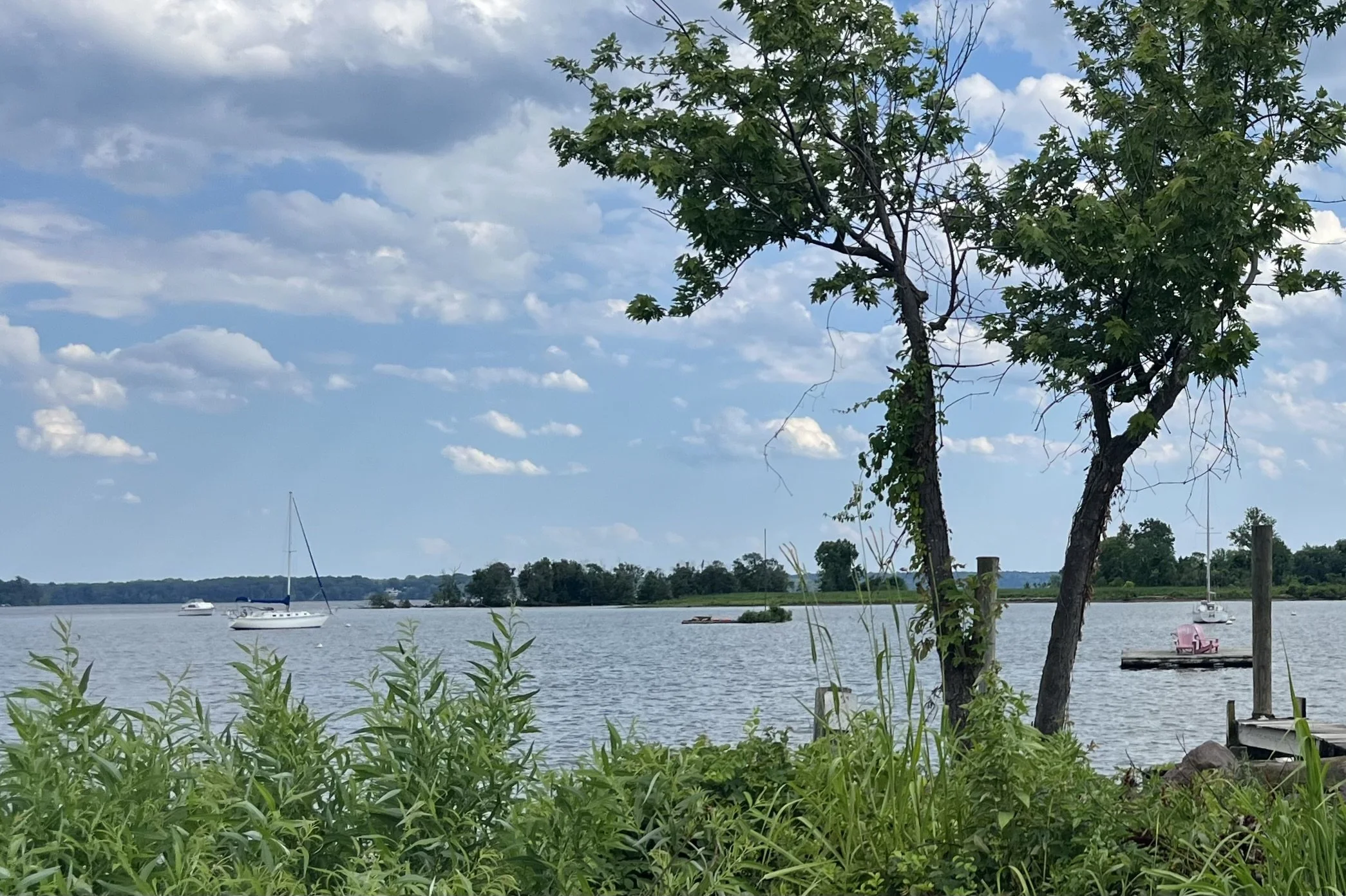 Marsh habitat and Potomac River view at Dyke Marsh near Alexandria, Virginia, with sailboats and shoreline vegetation.