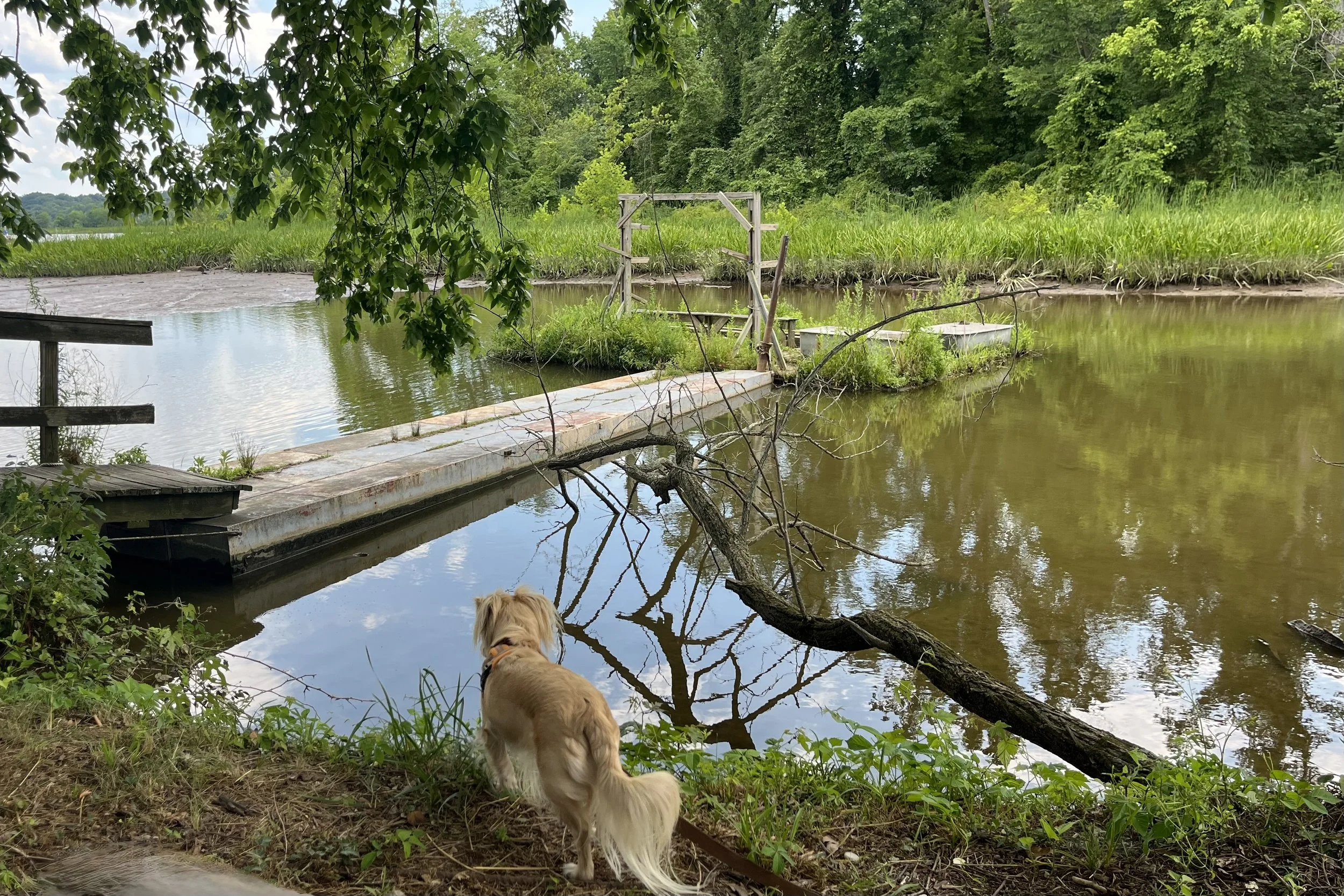 Small tan dog standing beside a quiet marina inlet at Dyke Marsh with a floating dock, marsh grasses, calm water, and a wooded shoreline in the background.