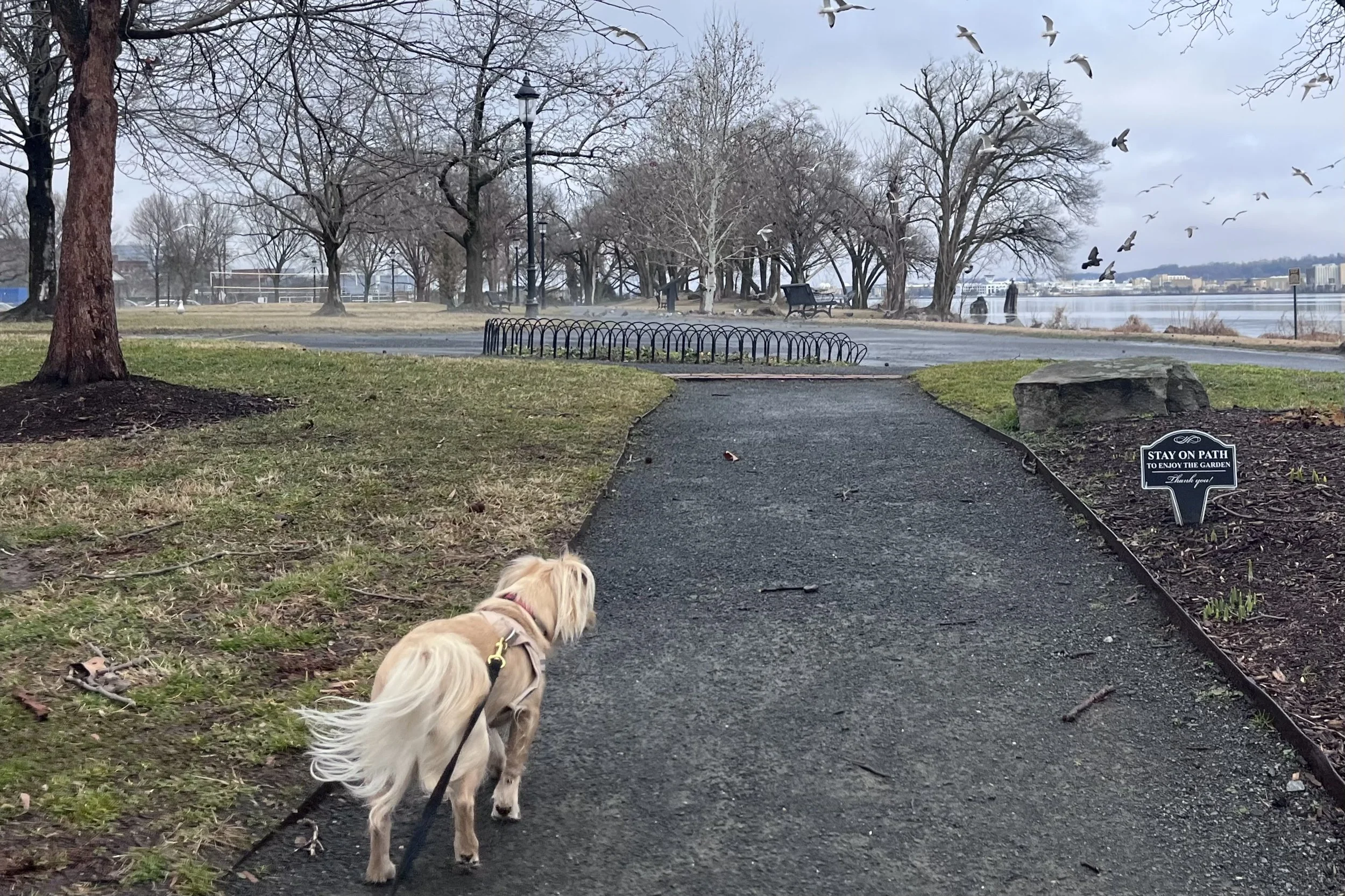 Small tan dog walking forward on a quiet park path with open space ahead and fewer distractions