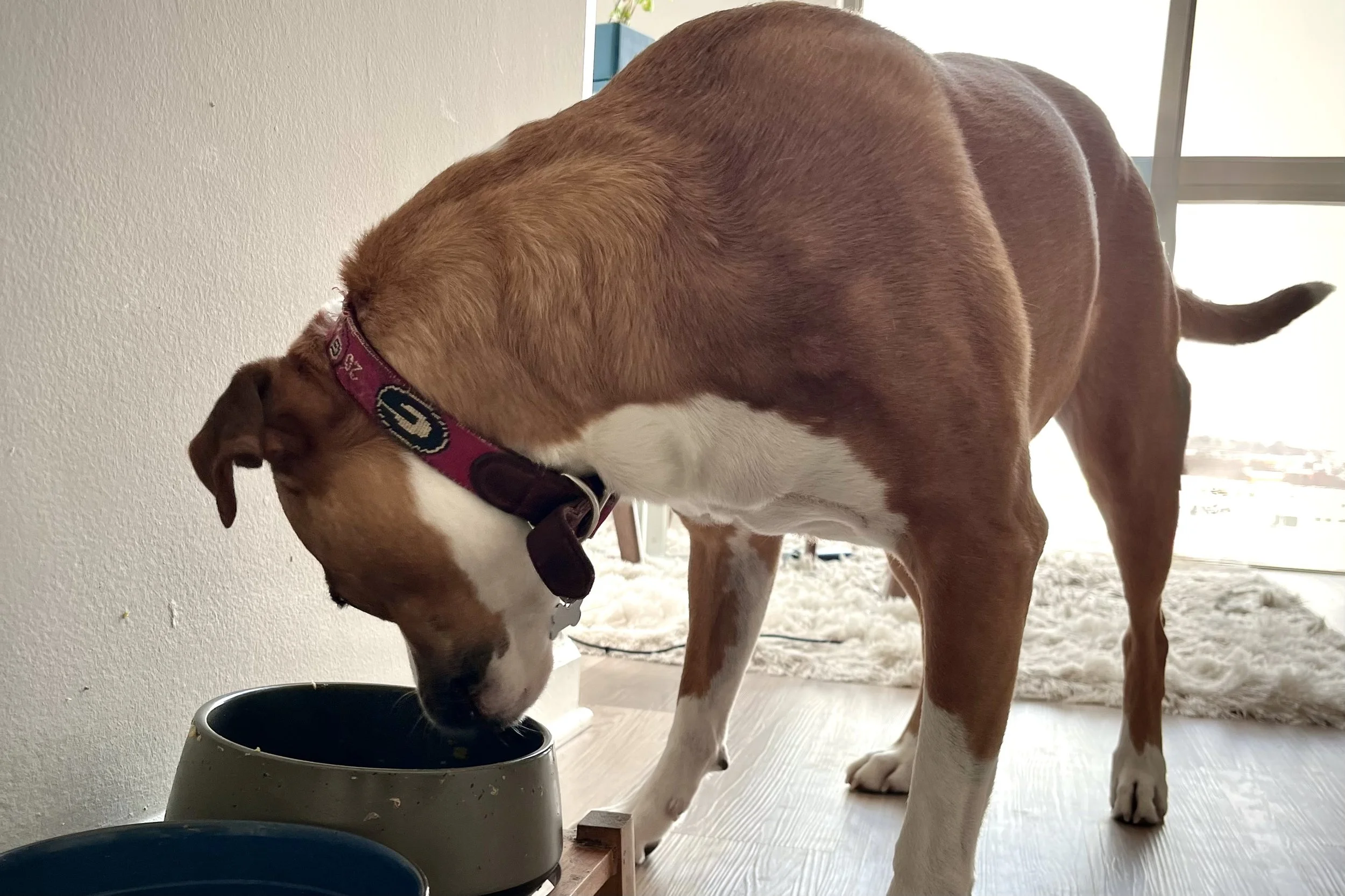 Full-body view of dog eating meal in home environment before long-distance car travel.