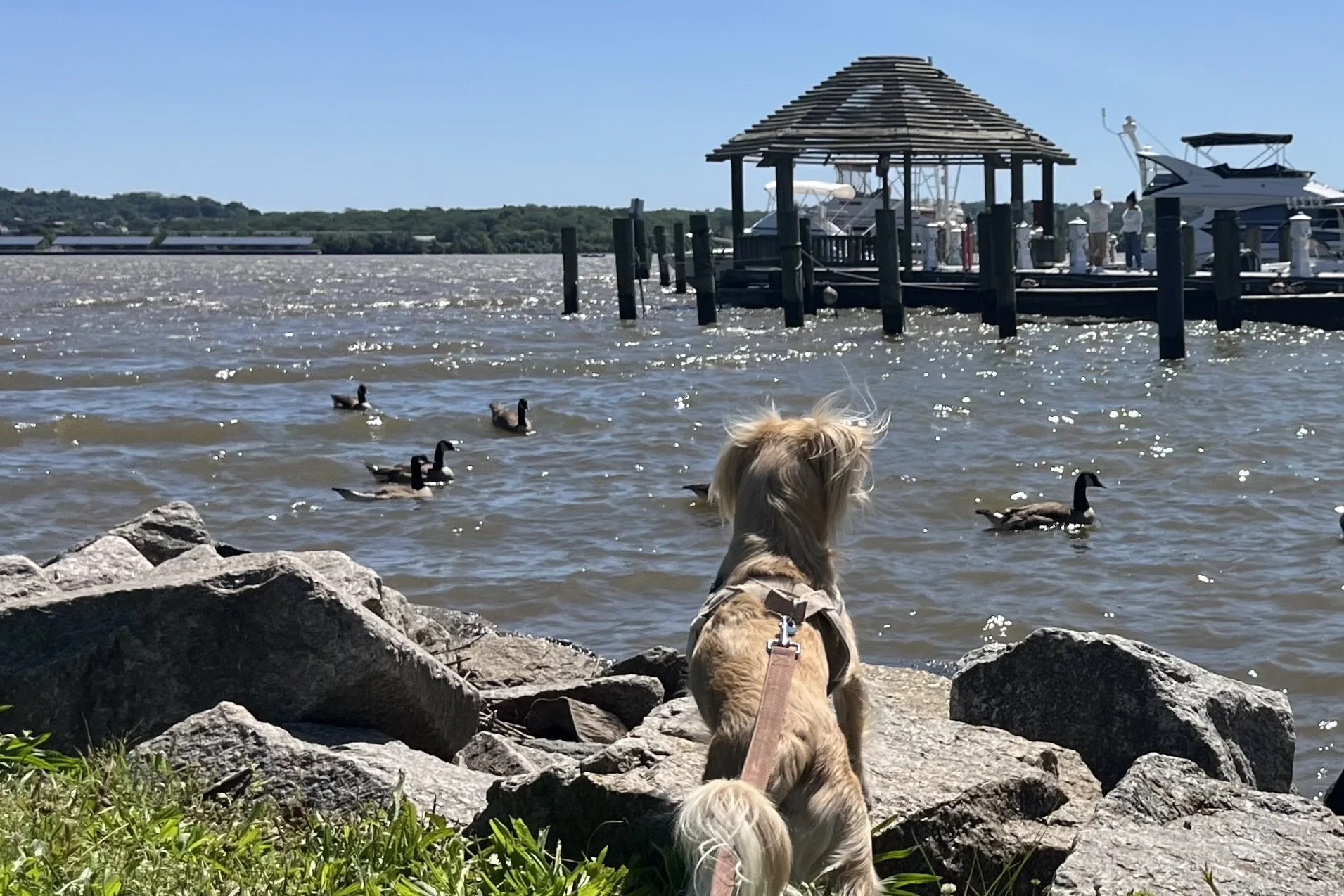 Archie stands on shoreline rocks watching ducks on the Potomac River beside a dock along the Old Town Alexandria waterfront.