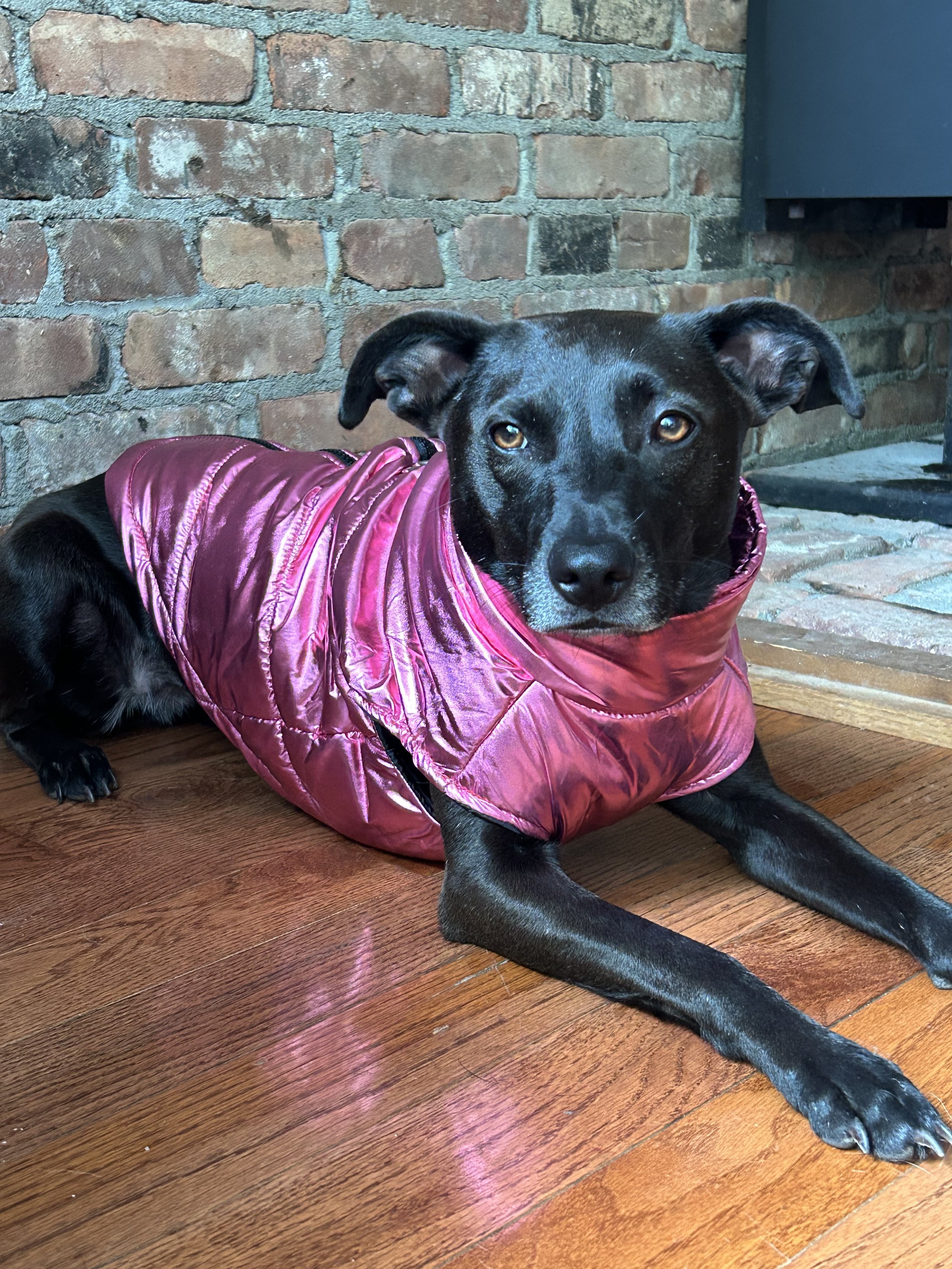 Black dog wearing a lightweight pink puffer jacket indoors, showing flexible fit and full upper-body coverage