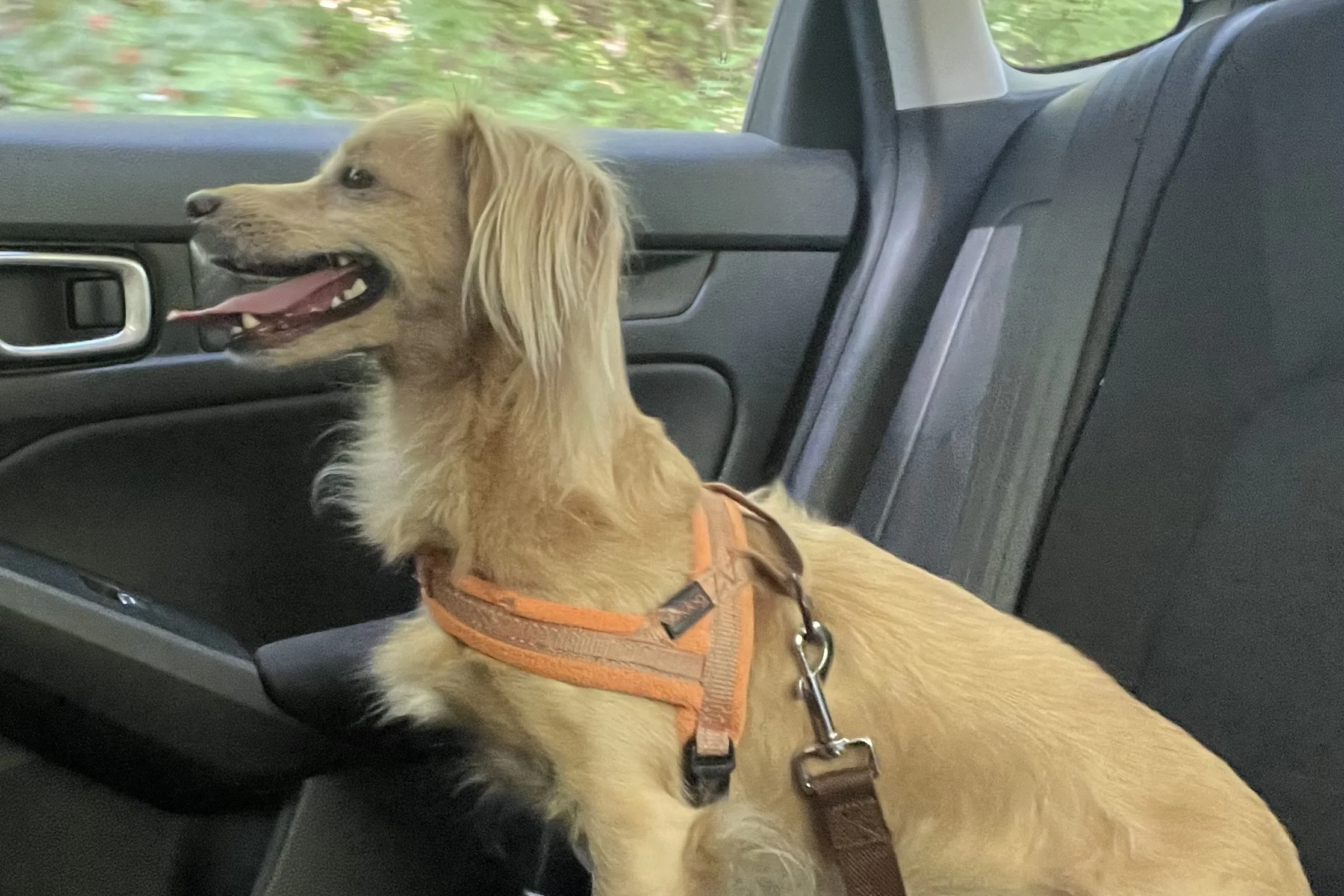 Small dog panting while sitting upright and looking out the car window.