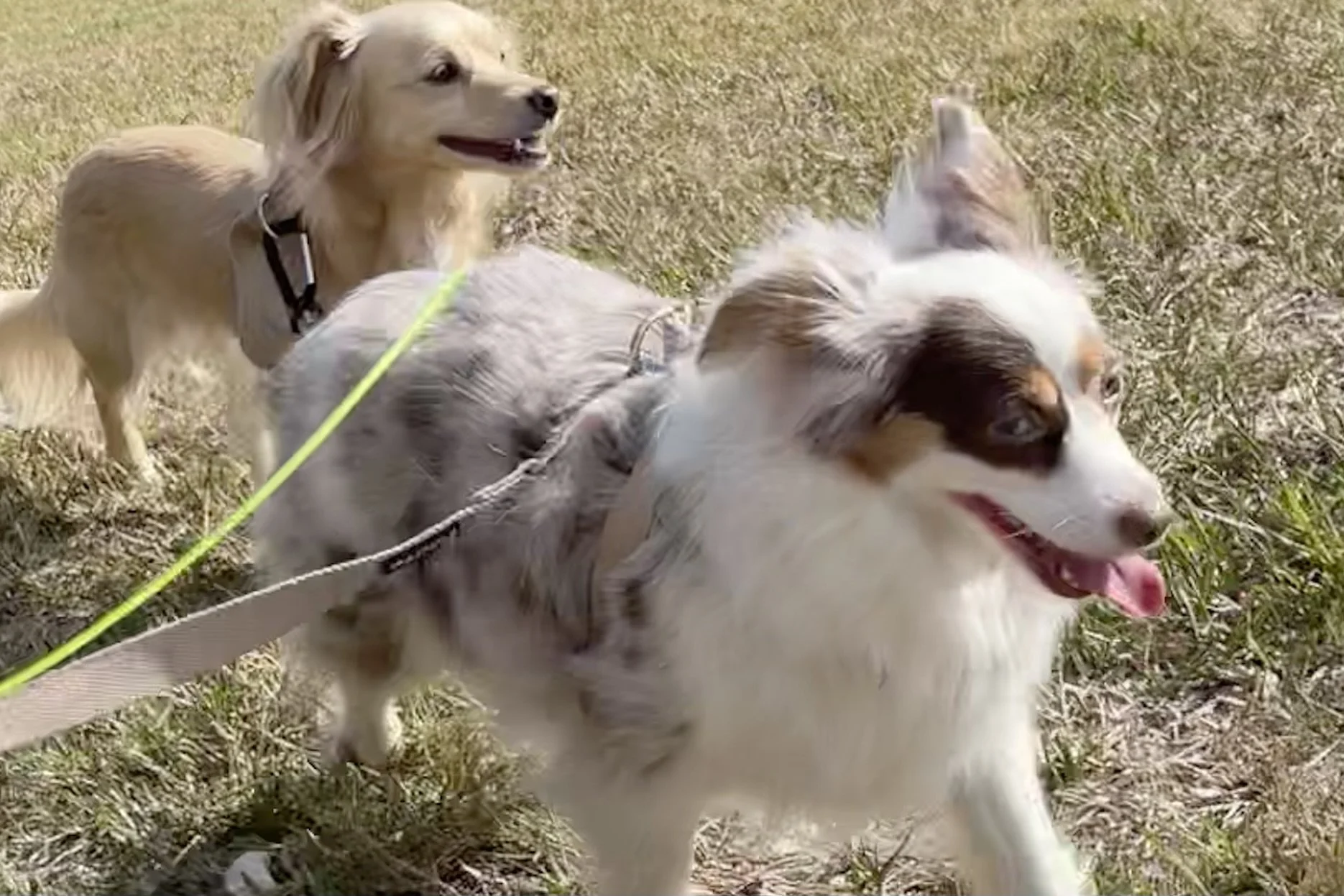 Small dogs walking along a path behind their owner, illustrating how dogs continue moving while processing new environments and mental stimulation during a walk