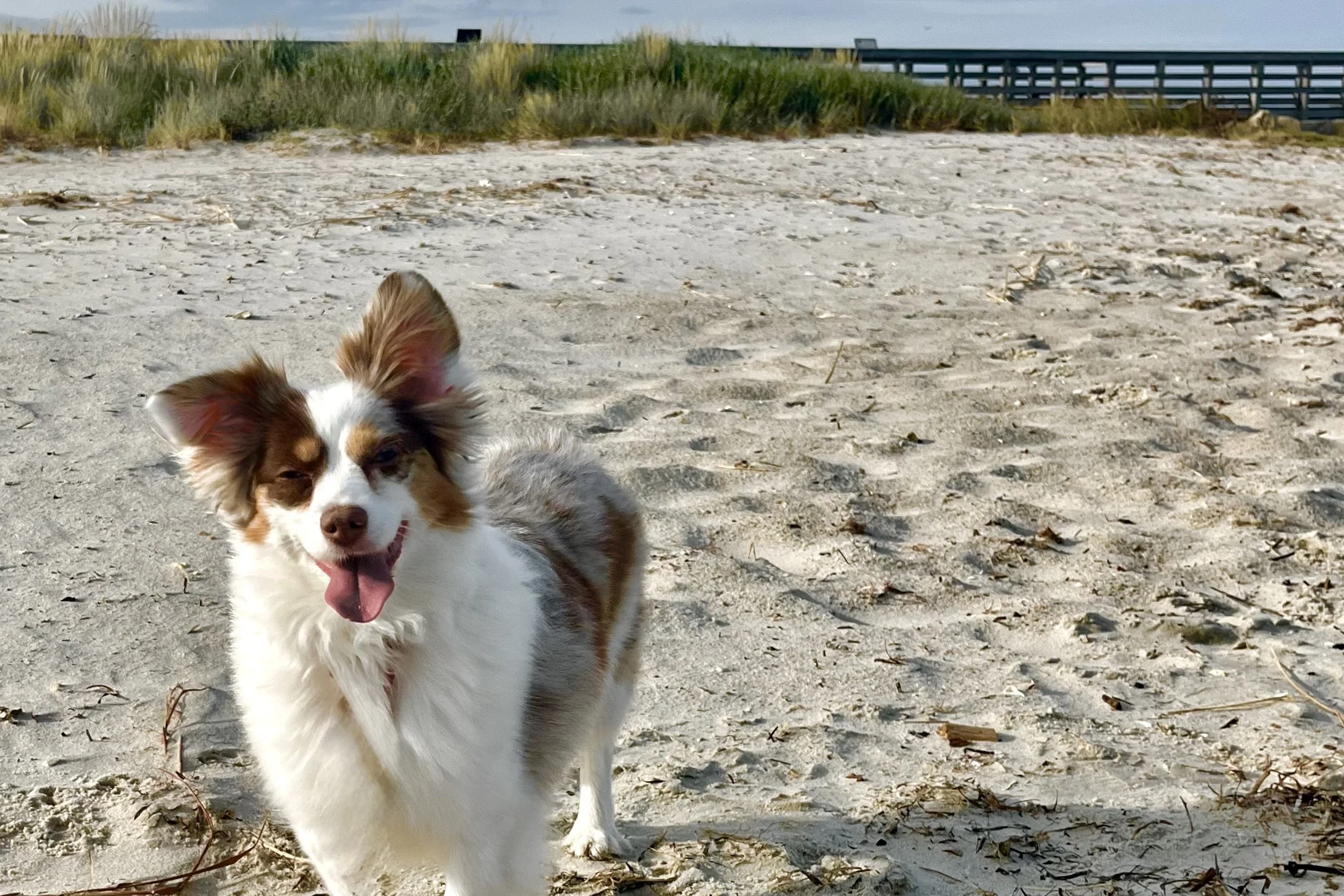 Small dog standing on the sandy beach near dune grass in Cape Charles, ears up and tongue out during an early adjustment walk.