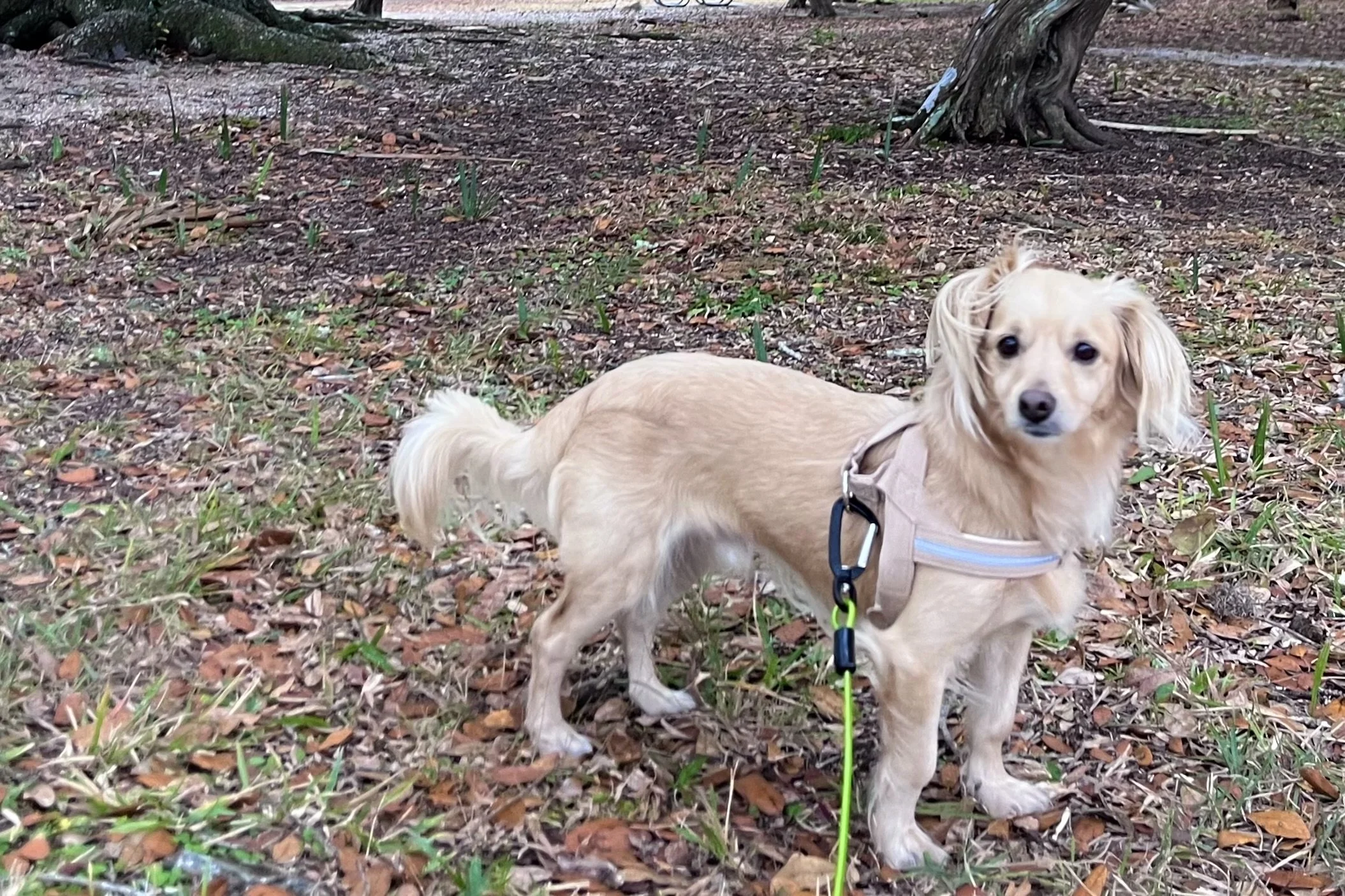 Small tan dog on a leash standing on grass and fallen leaves during a roadside potty break, alert and scanning the surroundings.