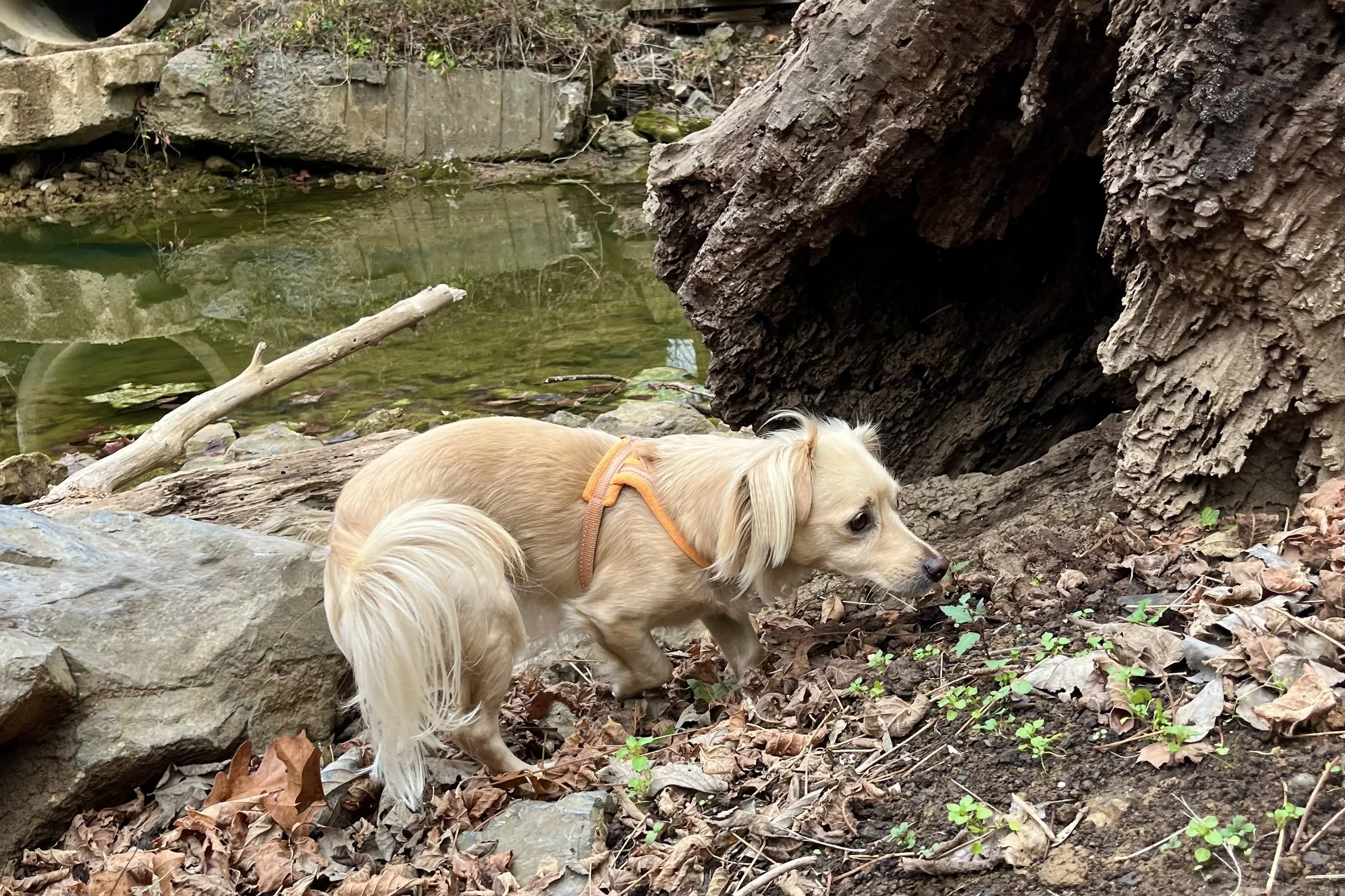 Small dog exploring wooded creek edge with fallen tree and rocks in Lexington, Virginia.