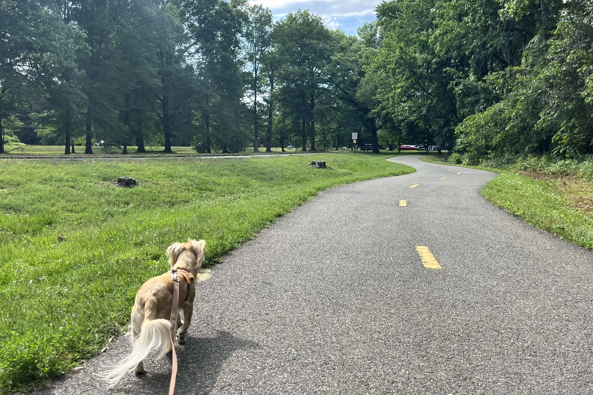 Small tan dog walking along a paved path through open grassy riverfront fields with mature trees near the Potomac River.