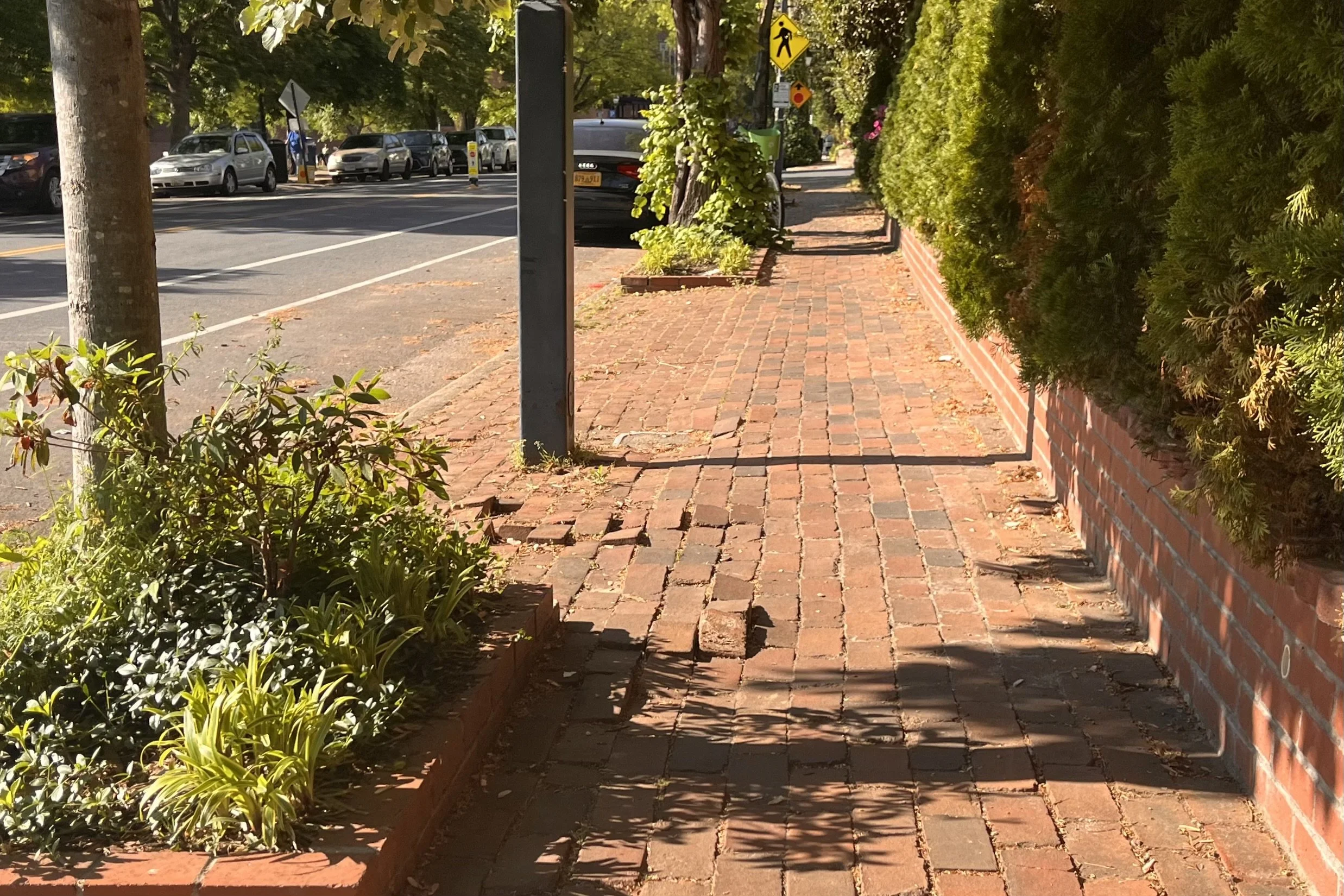 Narrow brick sidewalk beside a hedge wall with limited space to move aside or pass comfortably.