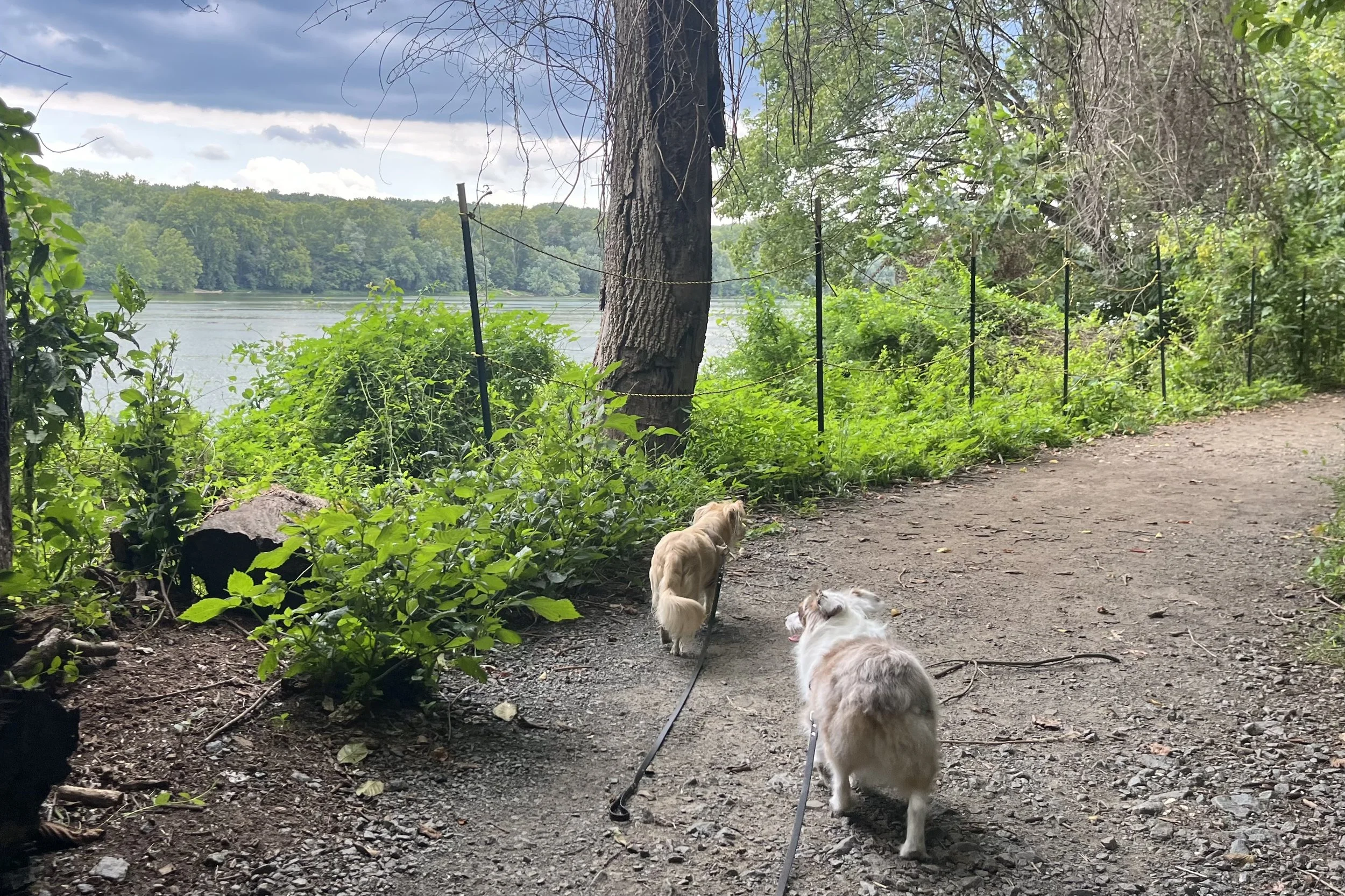 Archie and Saydie walking on a shaded dirt trail beside the Potomac River at Riverbend Park in Great Falls, Virginia.