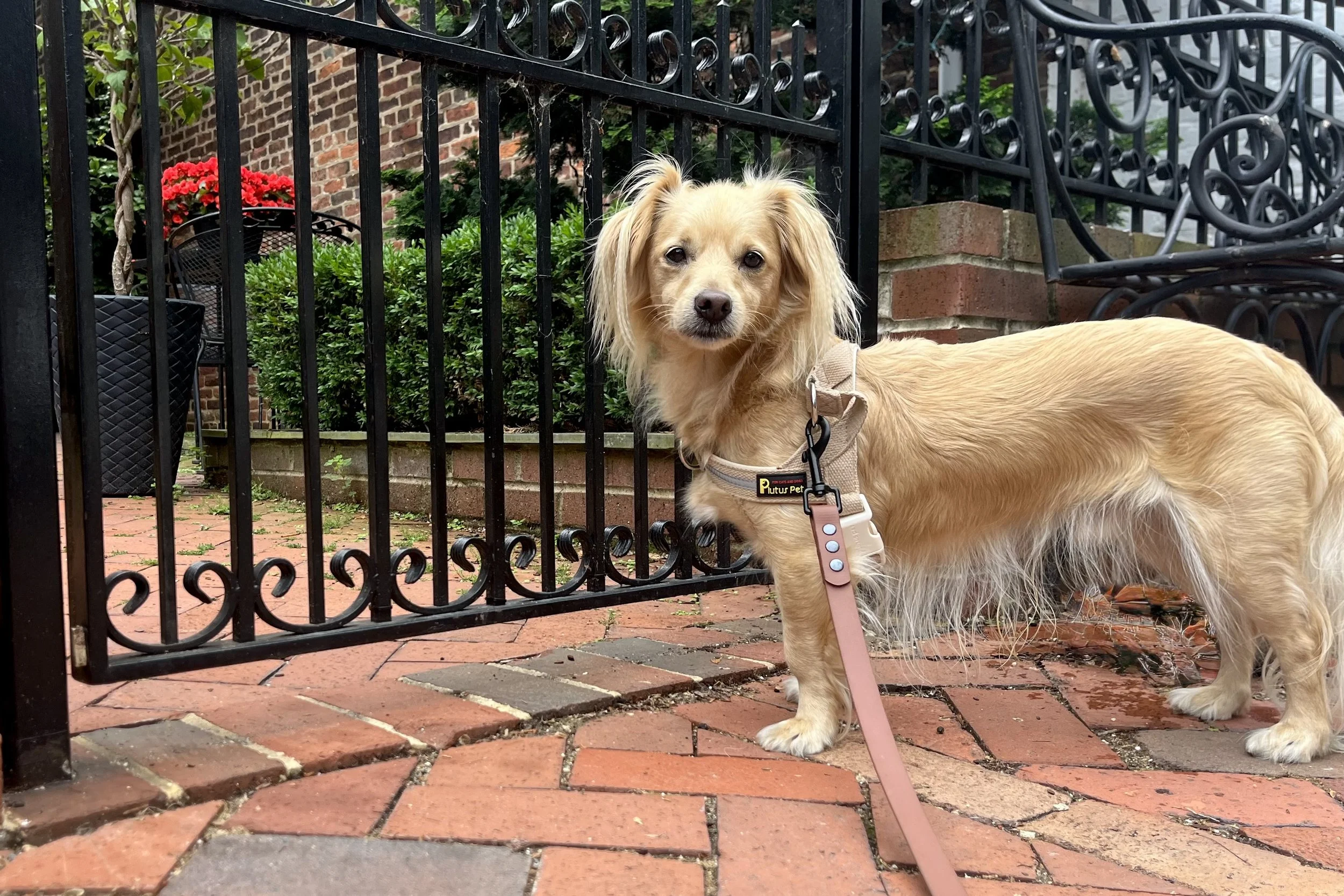 tan dog at gate