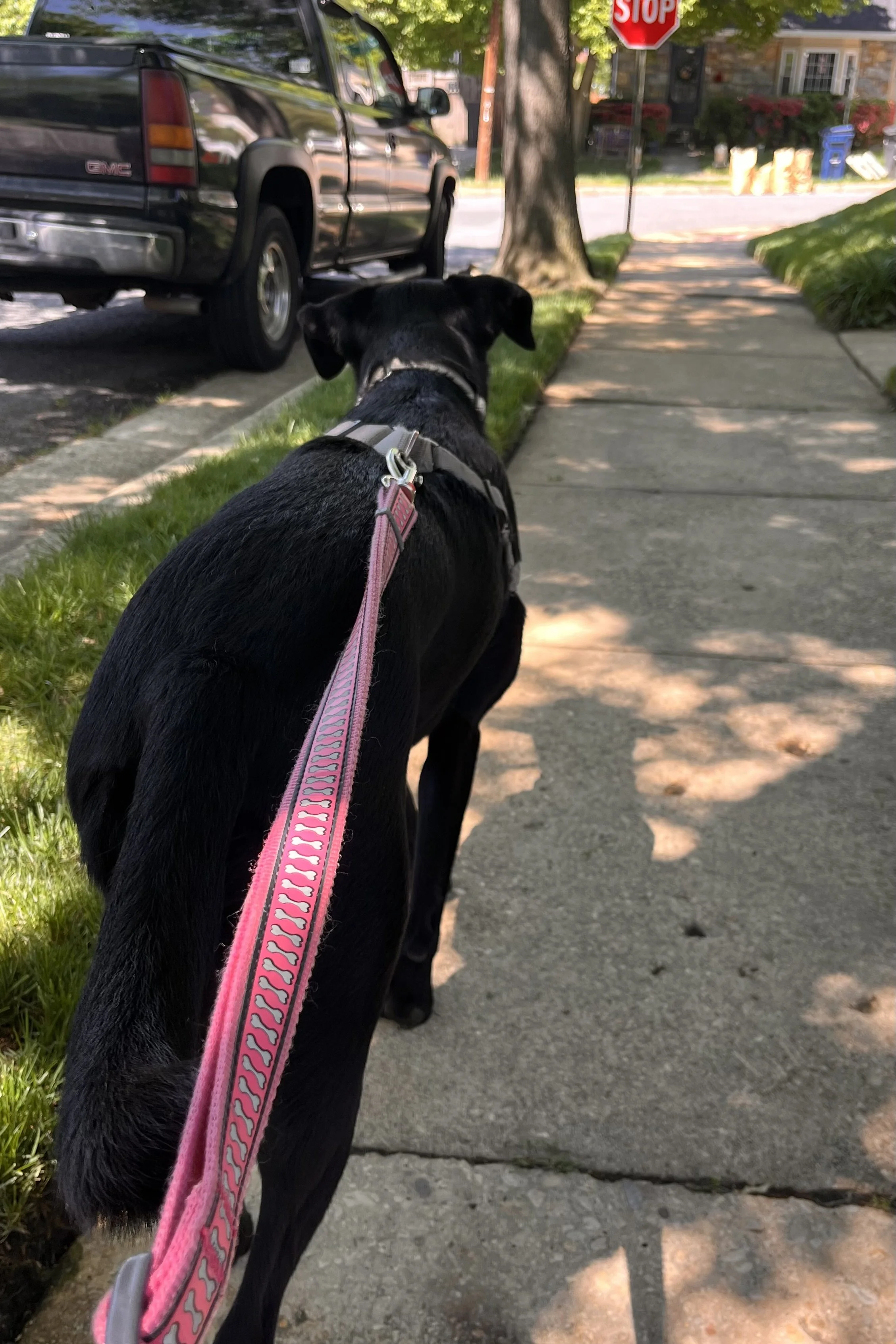 Black dog walking on a residential sidewalk beside a parked truck with open street space ahead.
