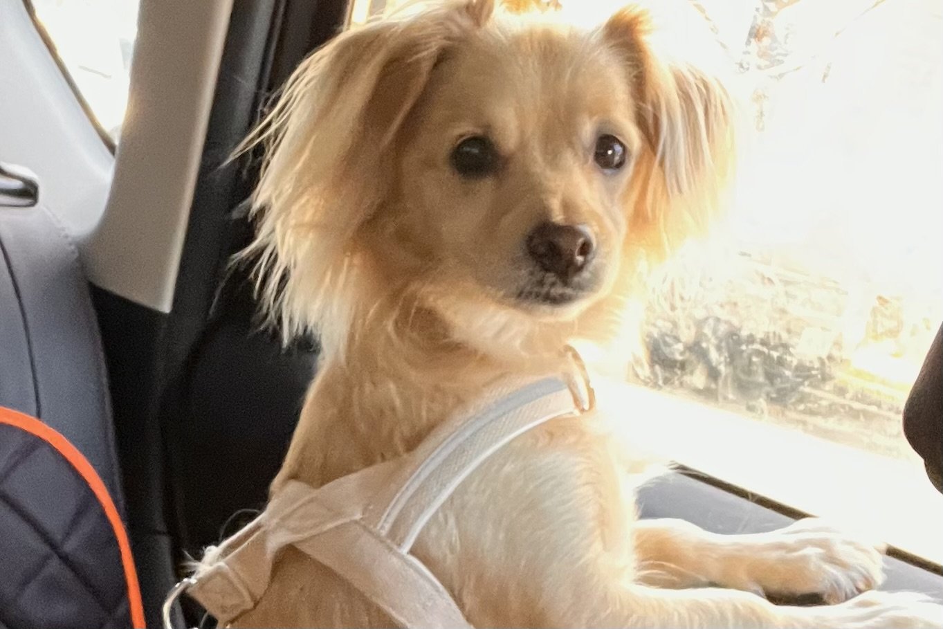 Dog in a car changing position and not fully settled, showing mild restlessness