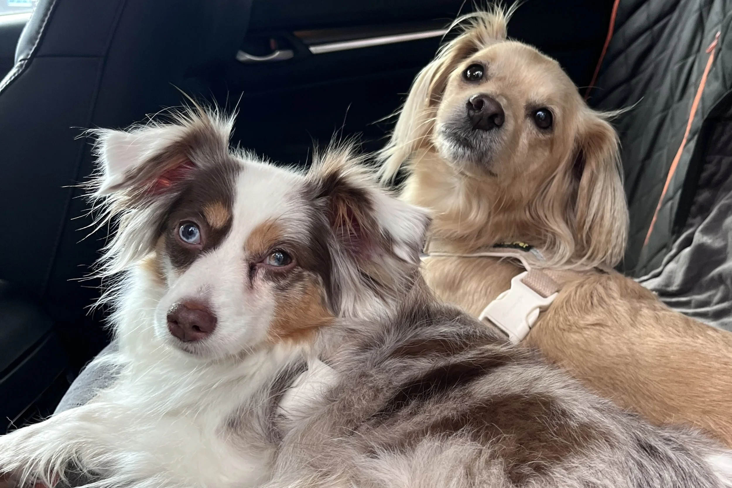Two small dogs lying together in a stable backseat setup during a car ride