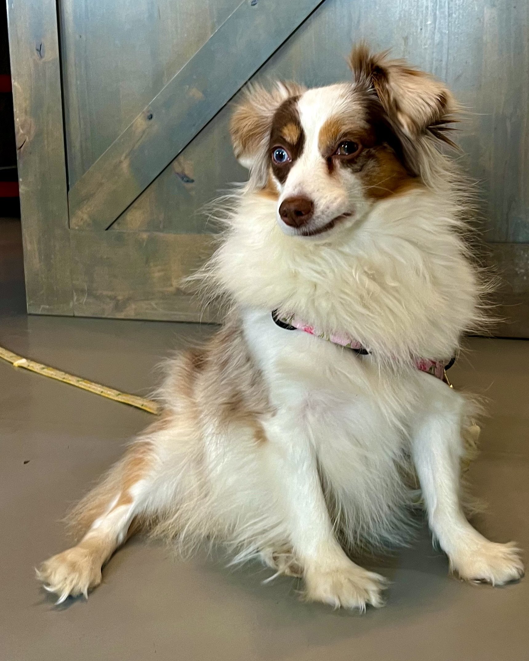 Small fluffy dog with white and brown fur sitting upright indoors, ears perked and eyes alert, wearing a harness.