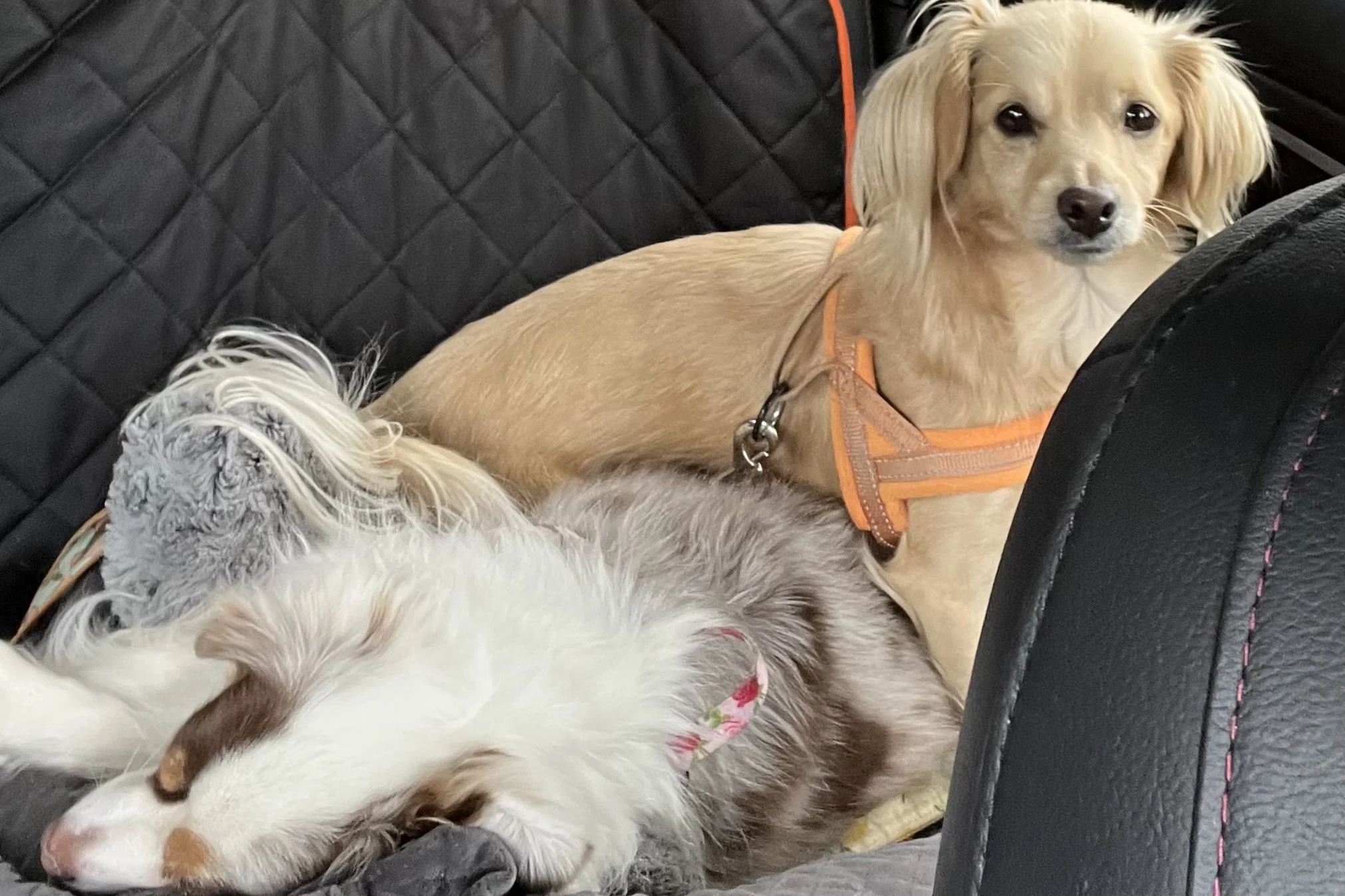 Two small dogs riding comfortably in the back seat of a car on a blanket and seat cover, with one dog resting while the other looks out the window during a road trip.