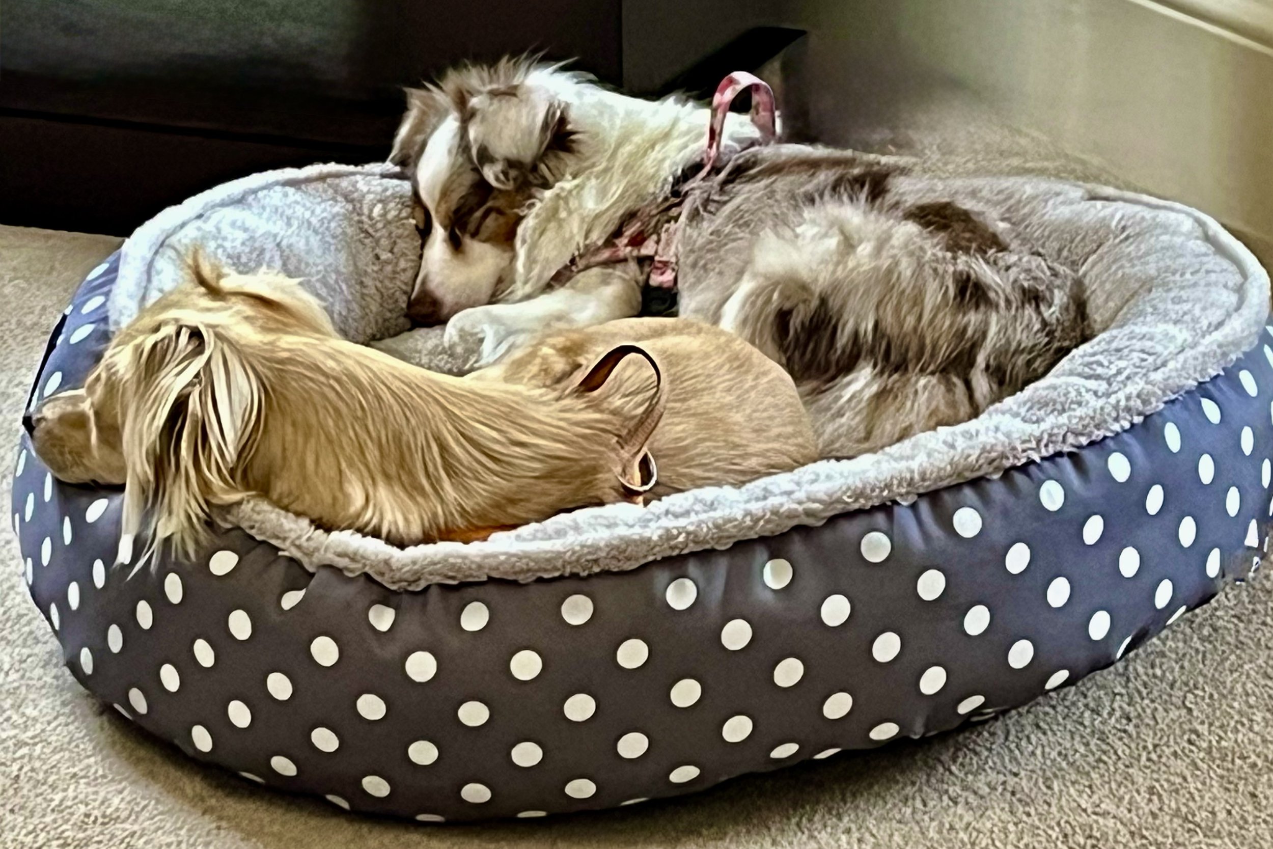Two small dogs resting together in a soft dog bed in a new indoor space, showing how a familiar place can help dogs settle during travel.