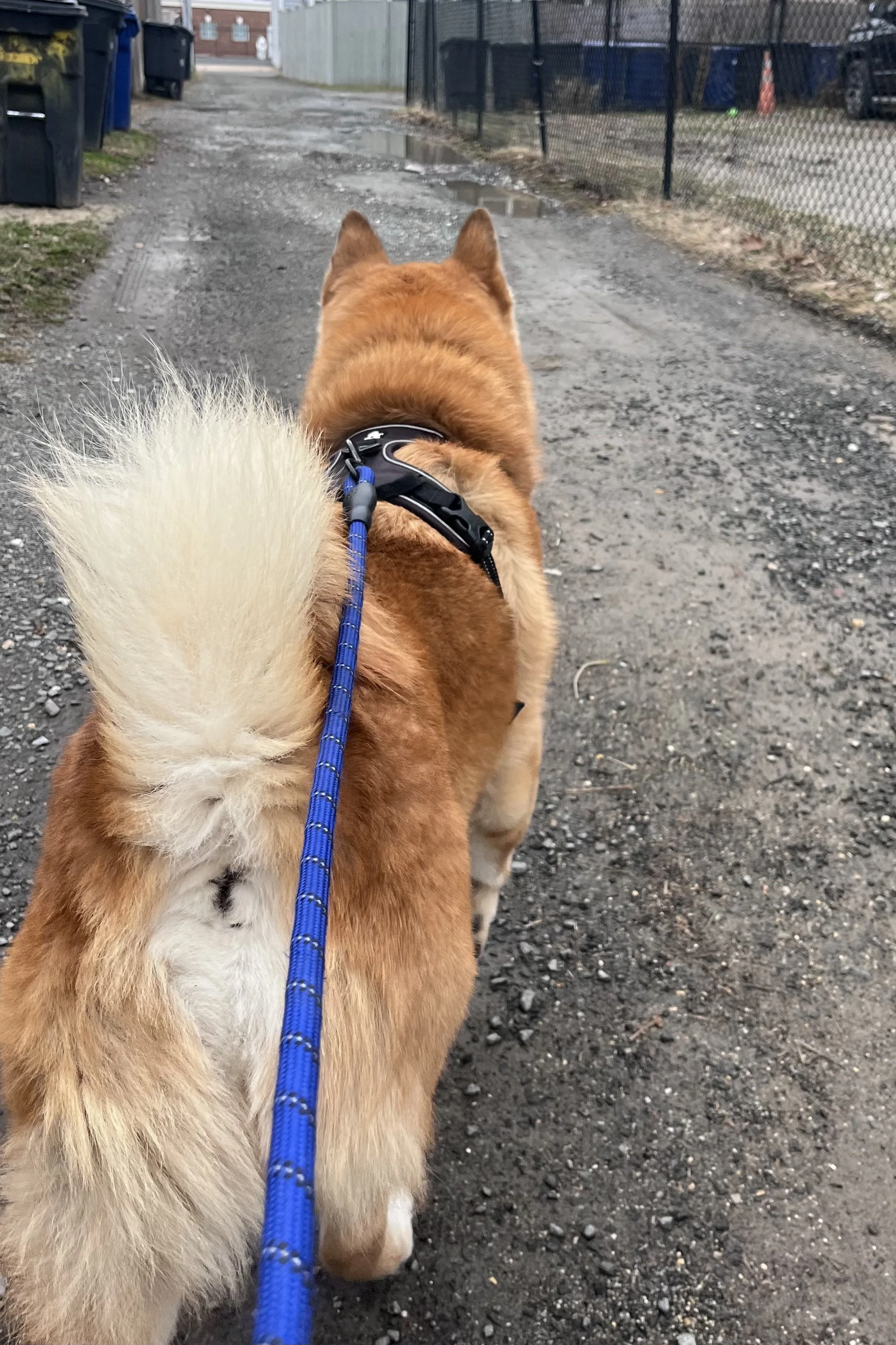 Dog walking forward along a quiet gravel alley with a consistent path and minimal distractions, showing steady movement on a familiar route.