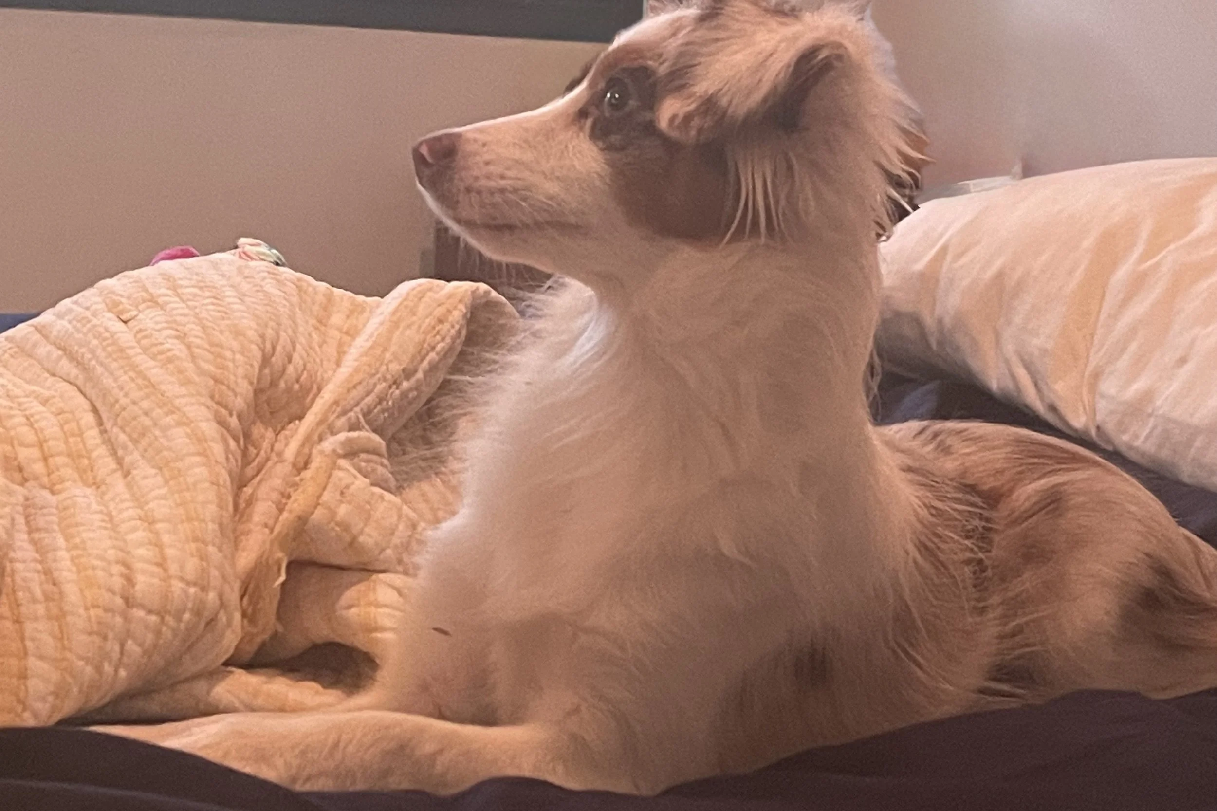 Rescue dog resting on a bed while quietly watching her surroundings during her first weeks in a new home.
