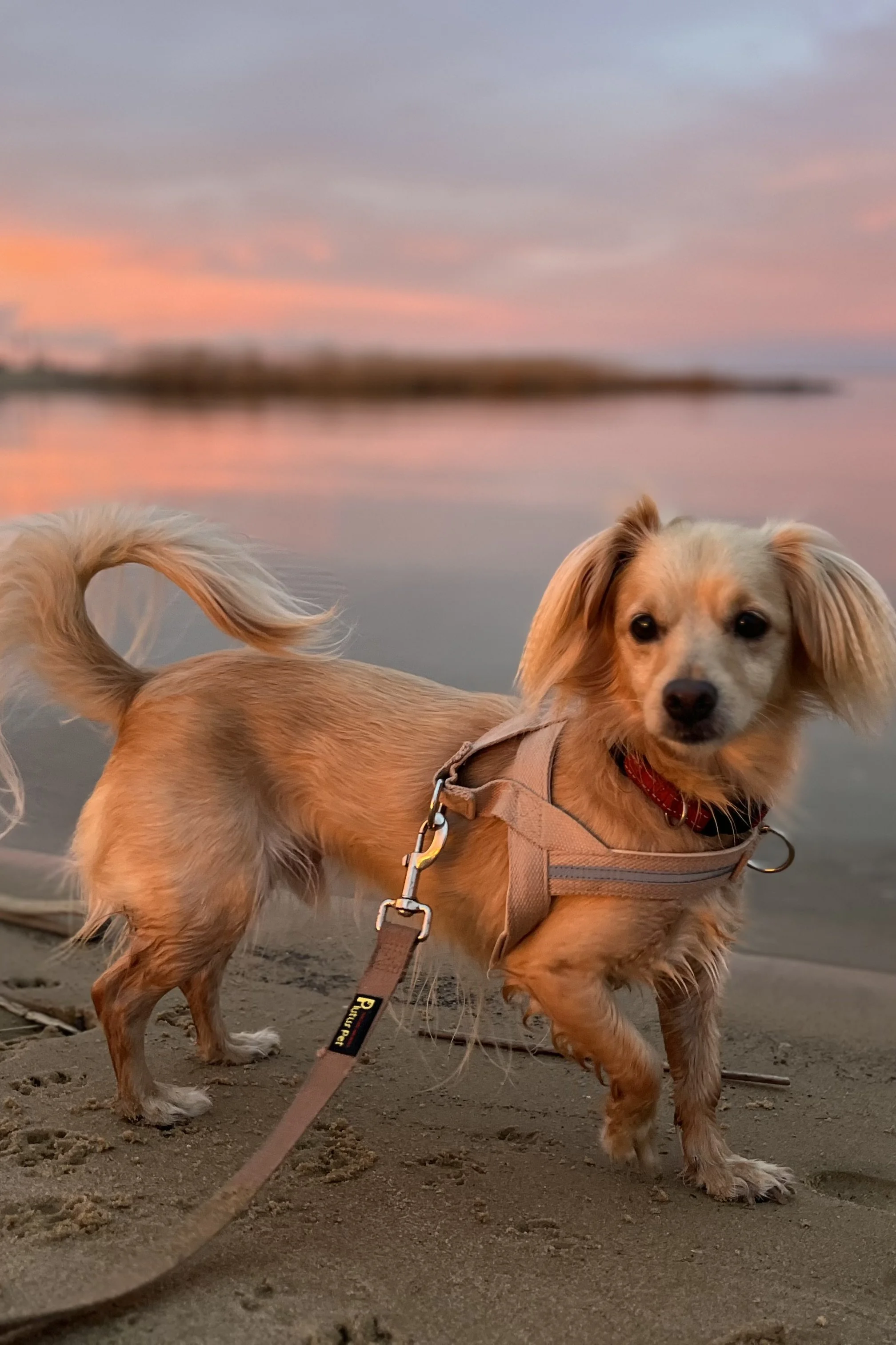 Small tan dog standing on a beach at sunset during a calm summer evening walk.