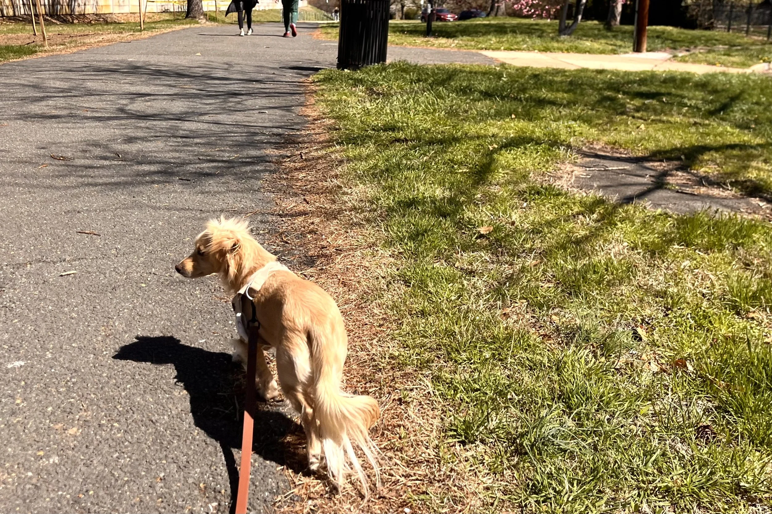 Small dog standing on a paved path looking ahead with people walking in the distance.