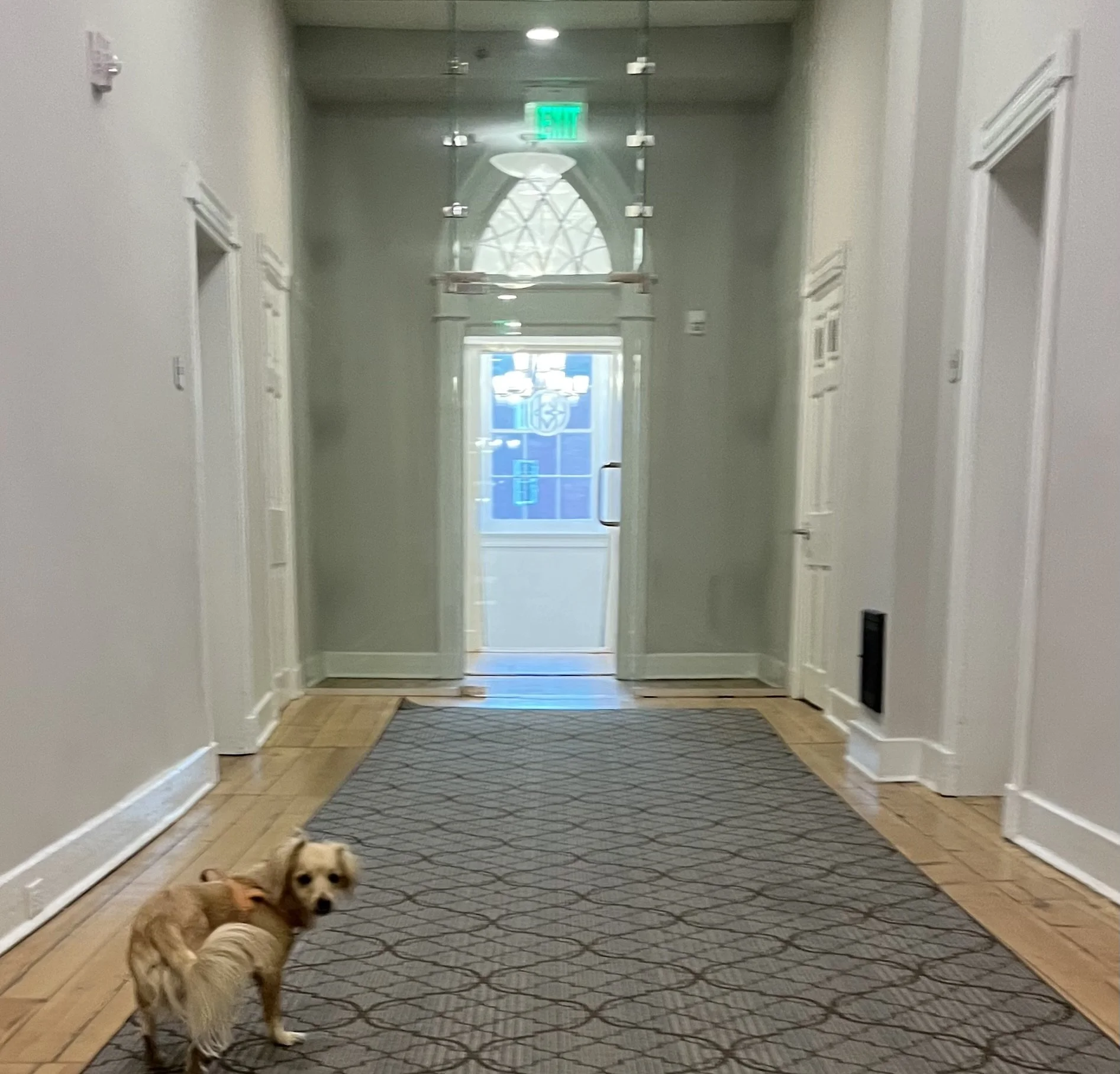 A small dog stands on a runner rug in a long hallway with white walls and wooden floors, illuminated by soft overhead lighting.