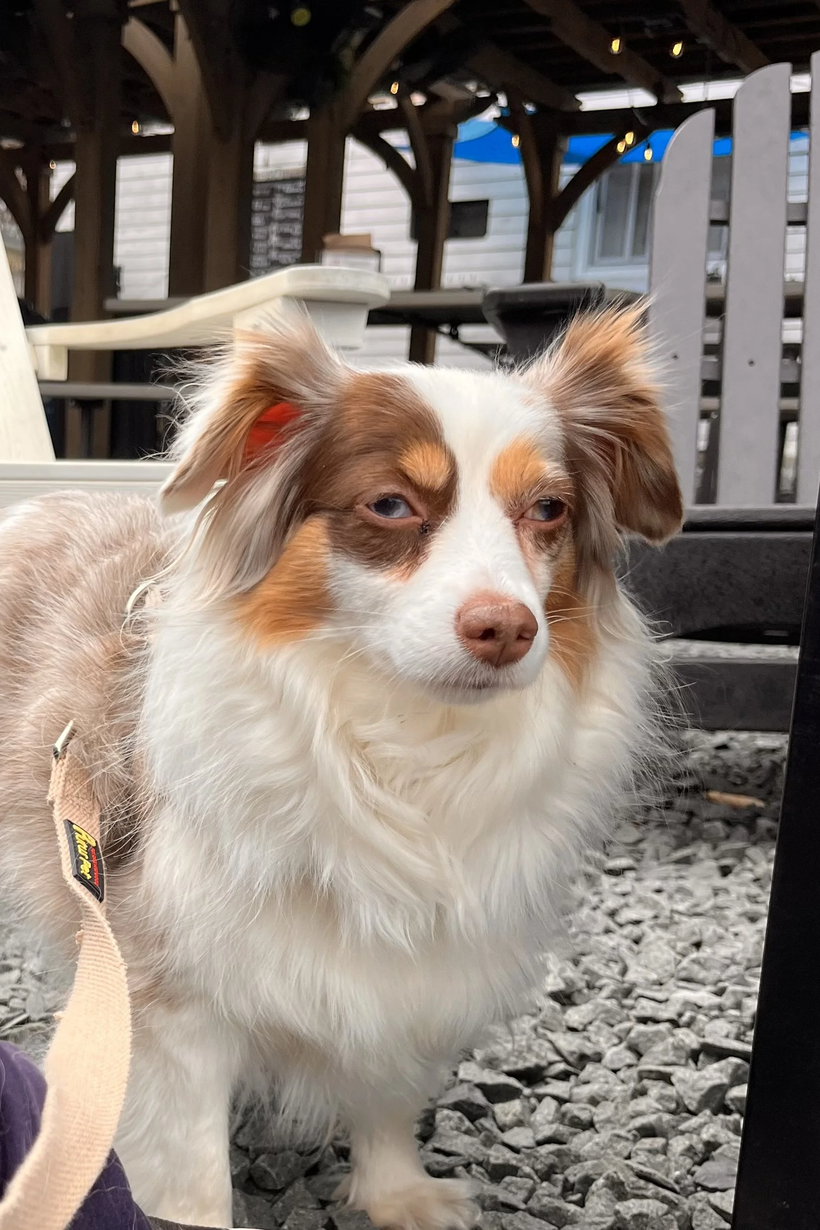 Small Australian Shepherd standing on a gravel patio near outdoor seating, alert and observing the surrounding environment.